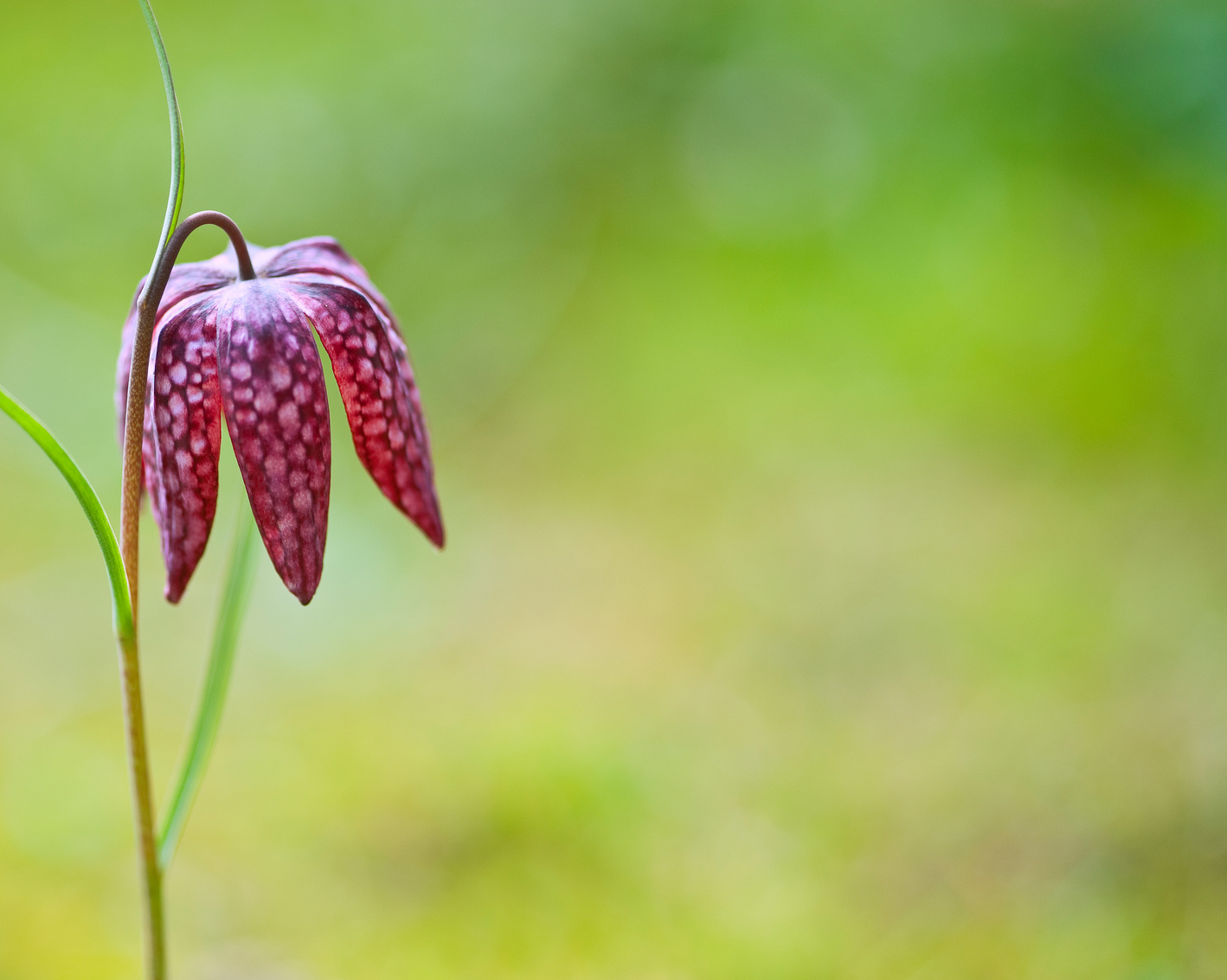 Fresh Spring Flower 