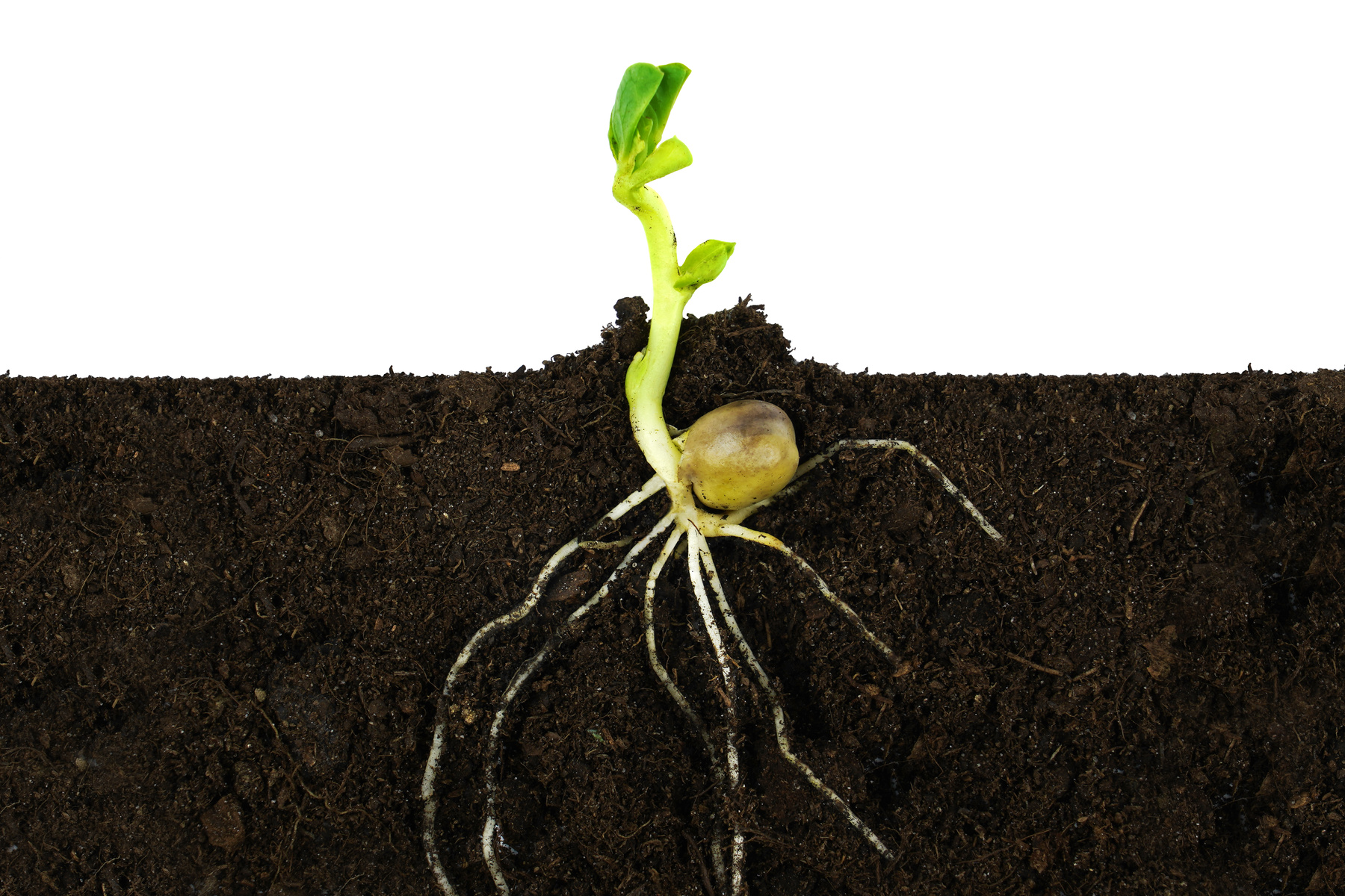 Growing sprout plant and roots under ground.