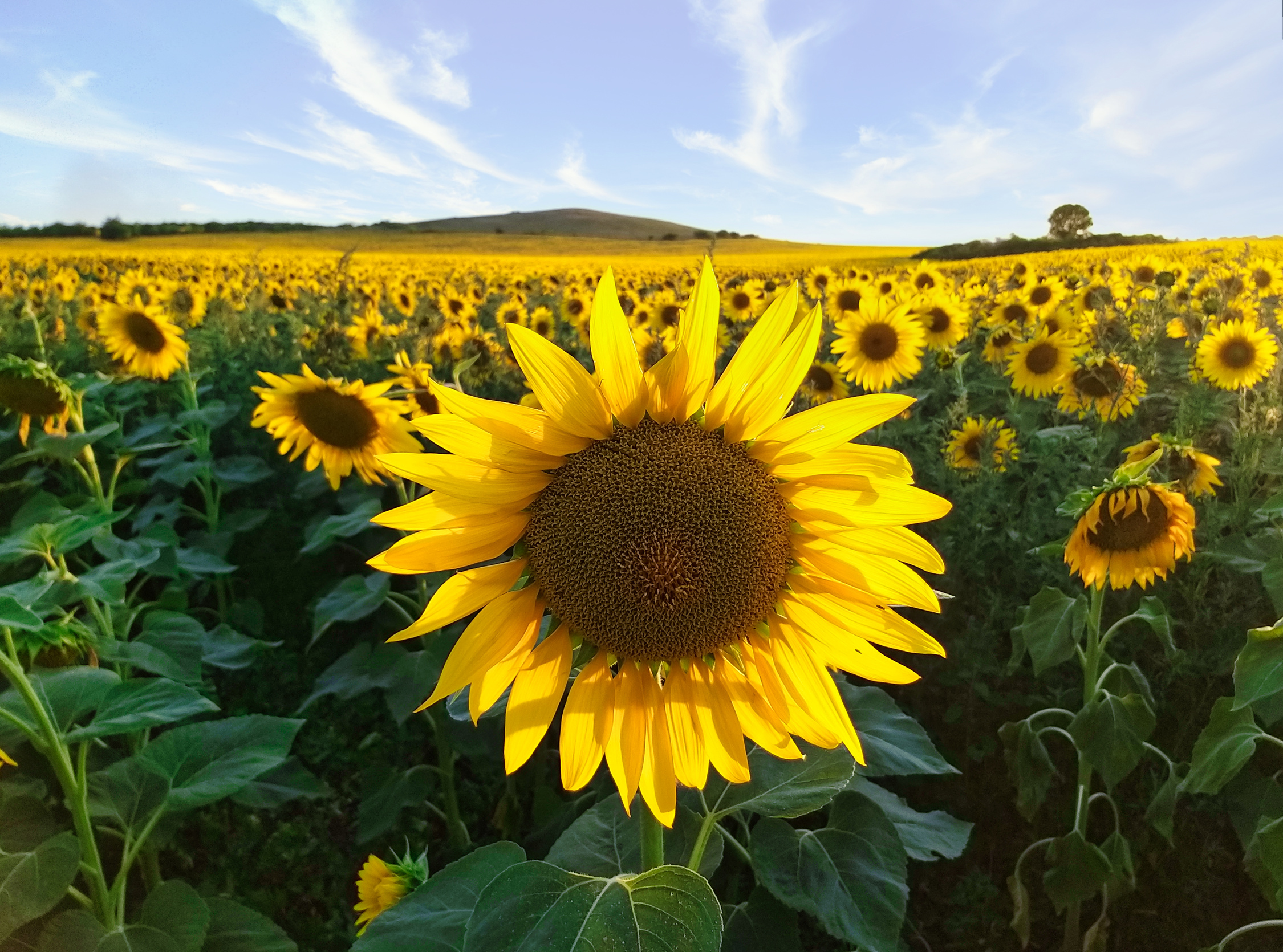 Photo of an Abundance of Sunflowers in a Field