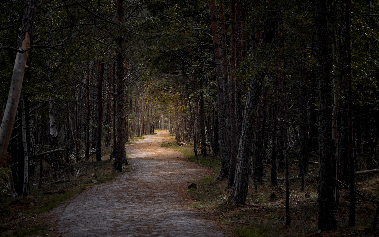 dark path through the woods