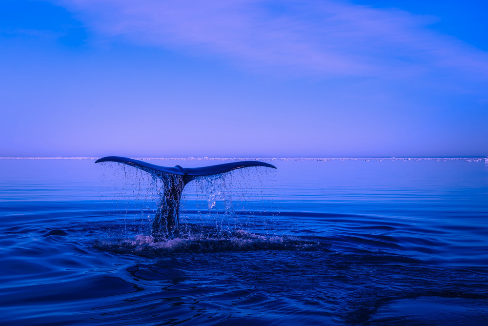 Whale in the Sea