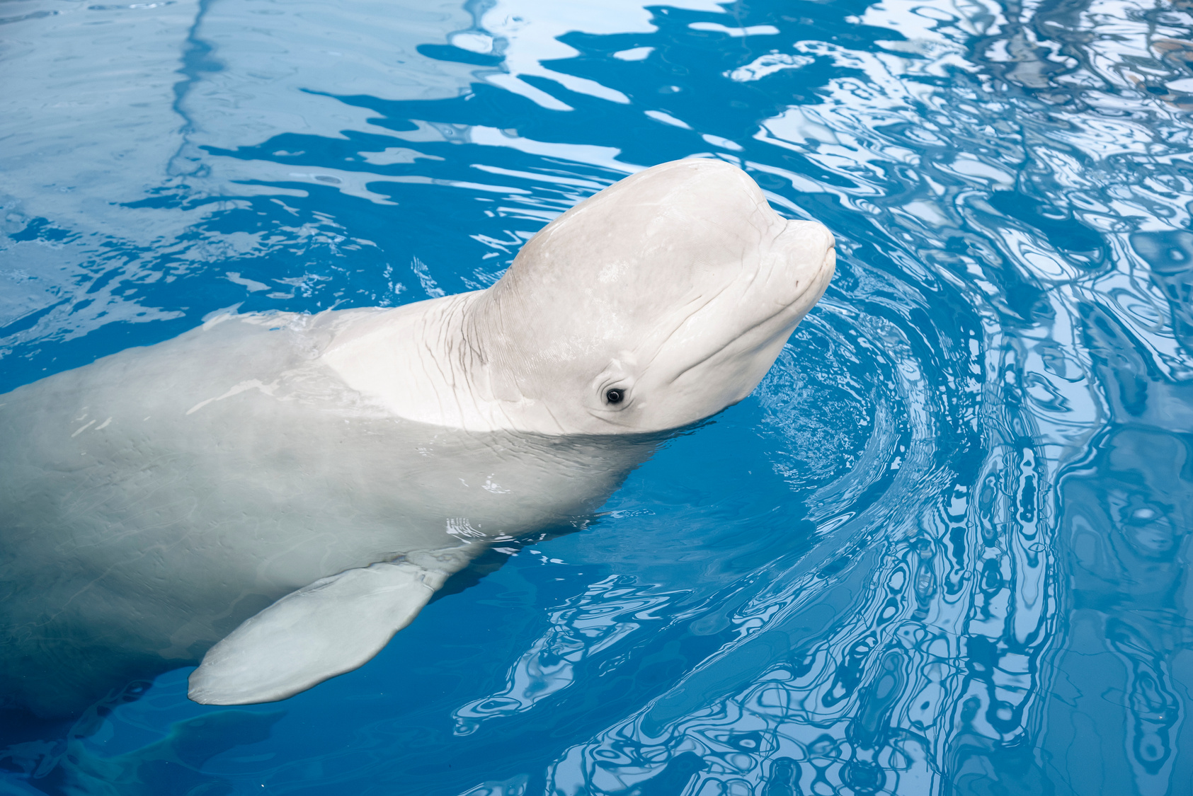 Beluga Whale