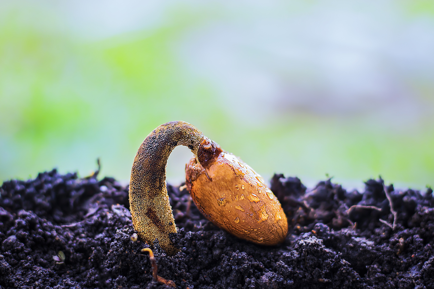 Durian Seed on the Ground