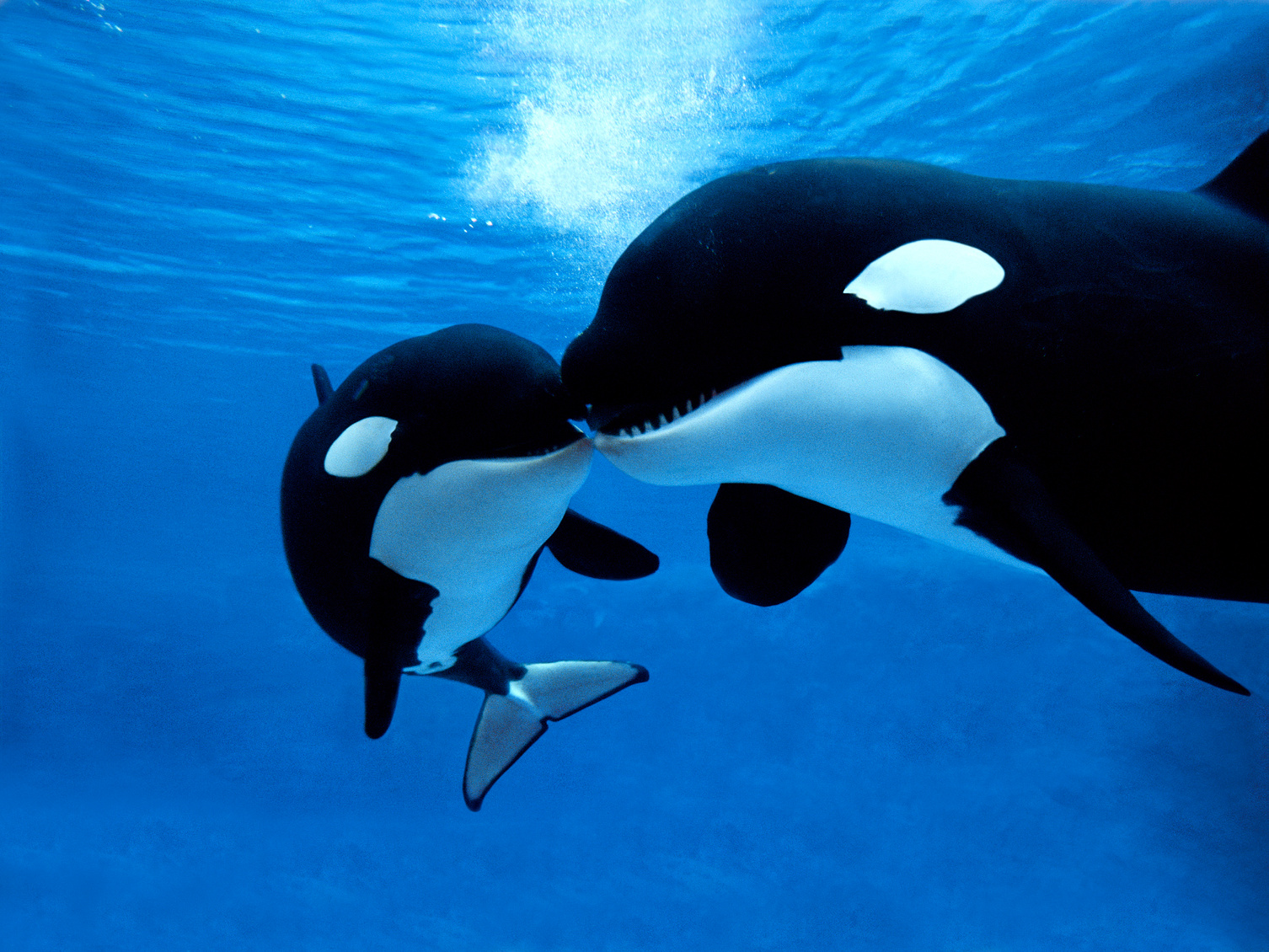 Killer Whale, orcinus orca, Female with Calf