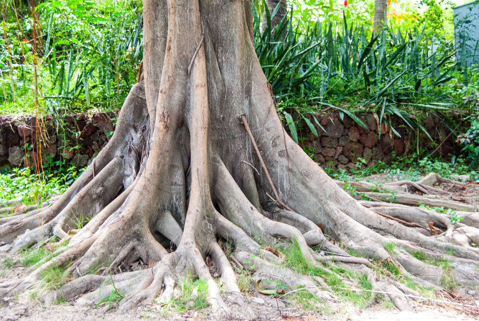 Tree root on ground. Old tree root on ground.