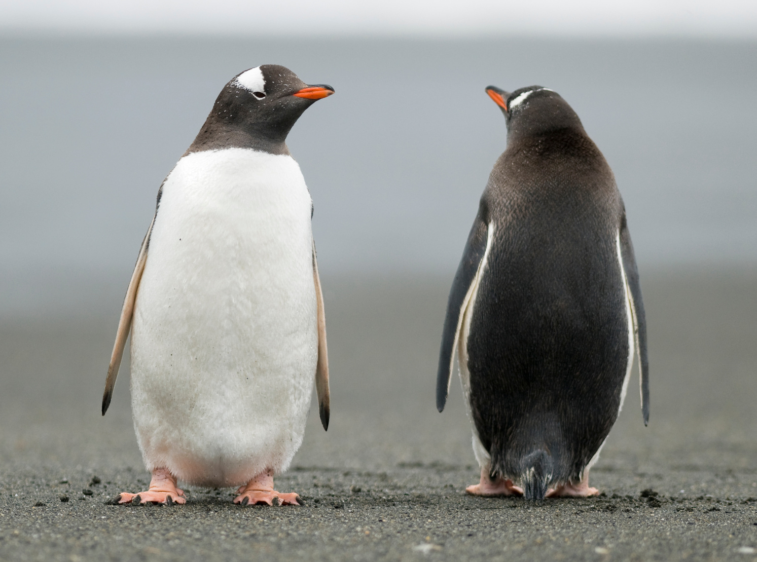 Penguins looking in opposite directions