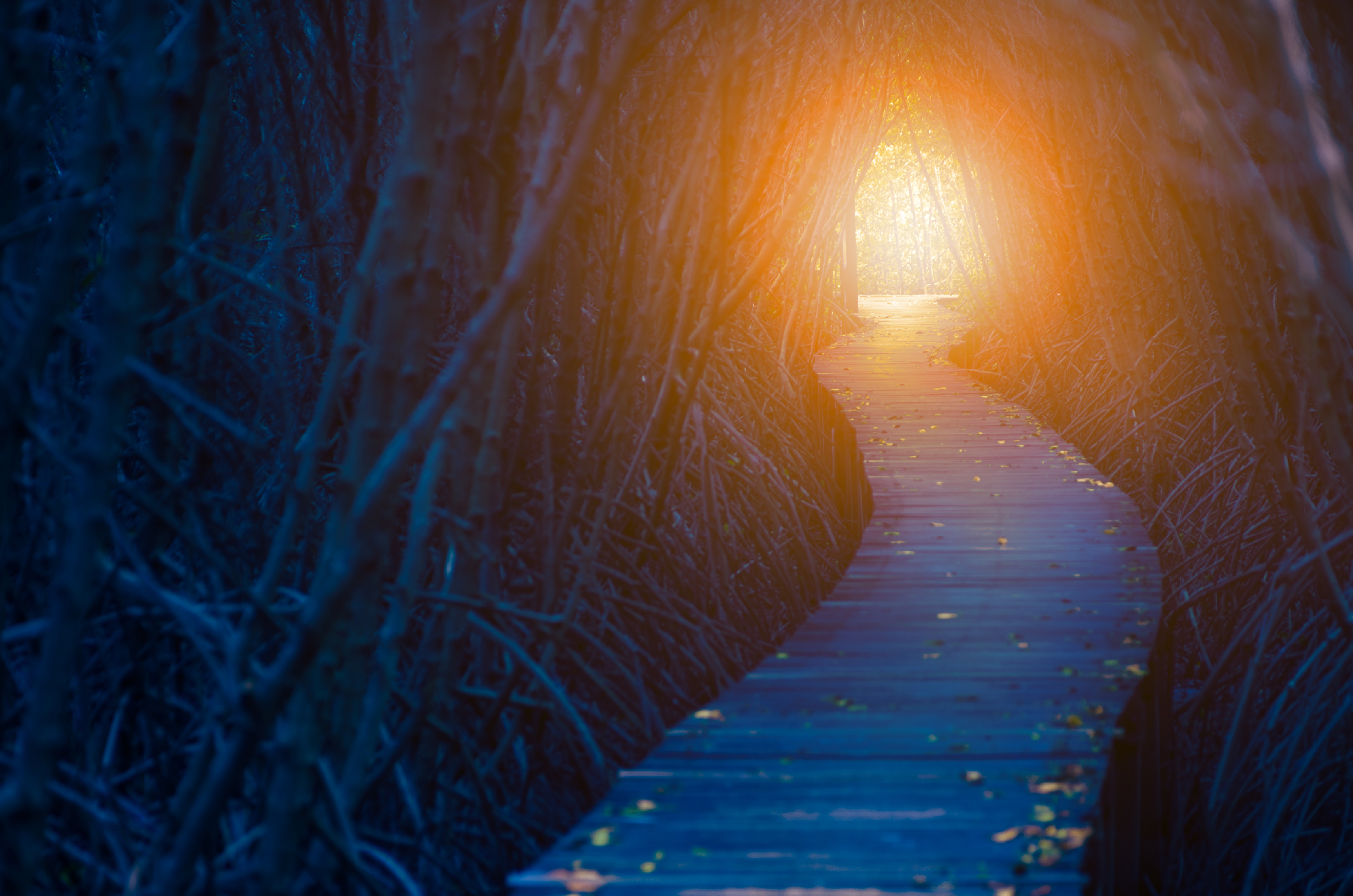 Tunnel of Light