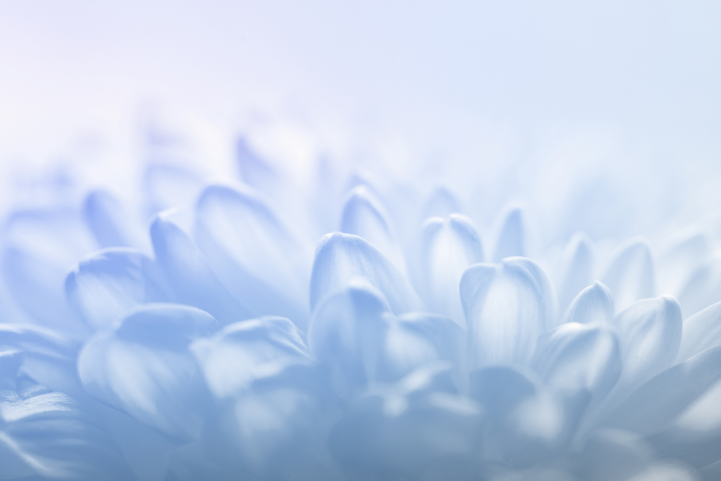 Blue Soft Petals background