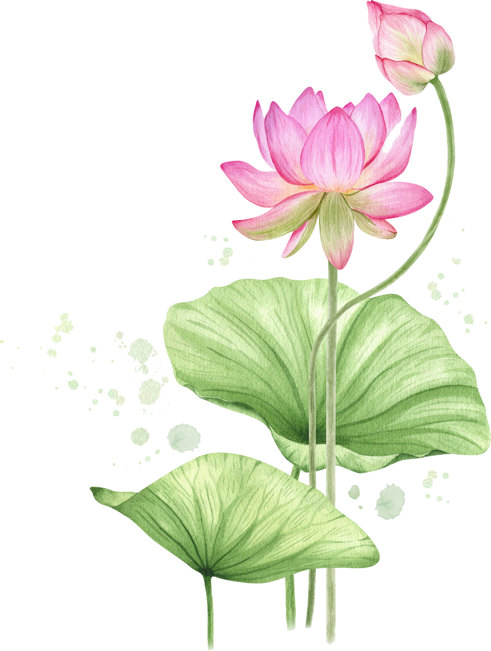 Pink lotus flowers