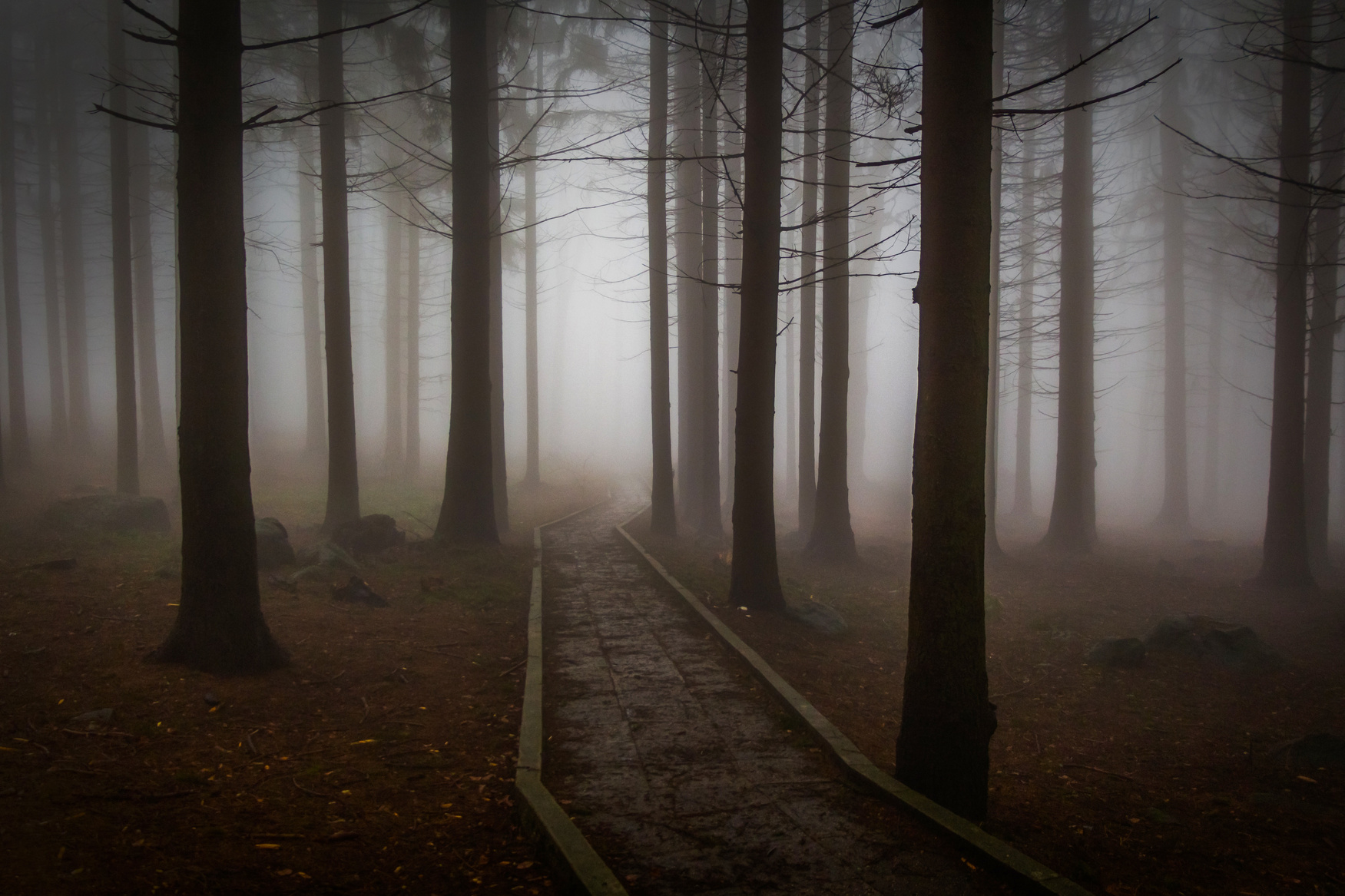 Pine Forest in a Foggy Day