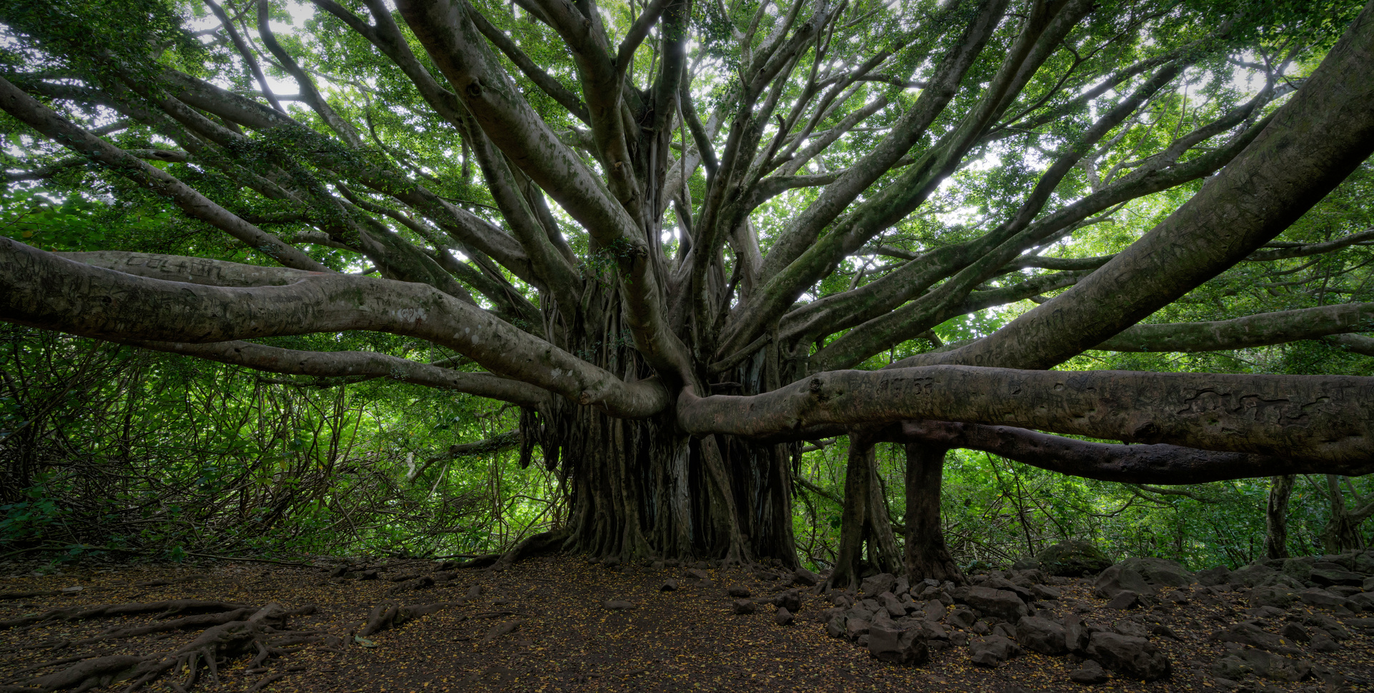 Banyan Tree Panorama