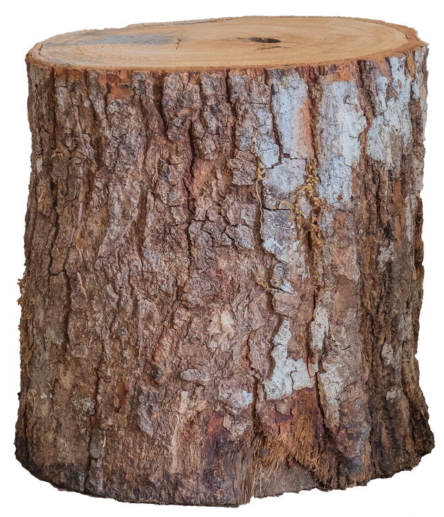 isolated wooden log tree trunk transparent background.