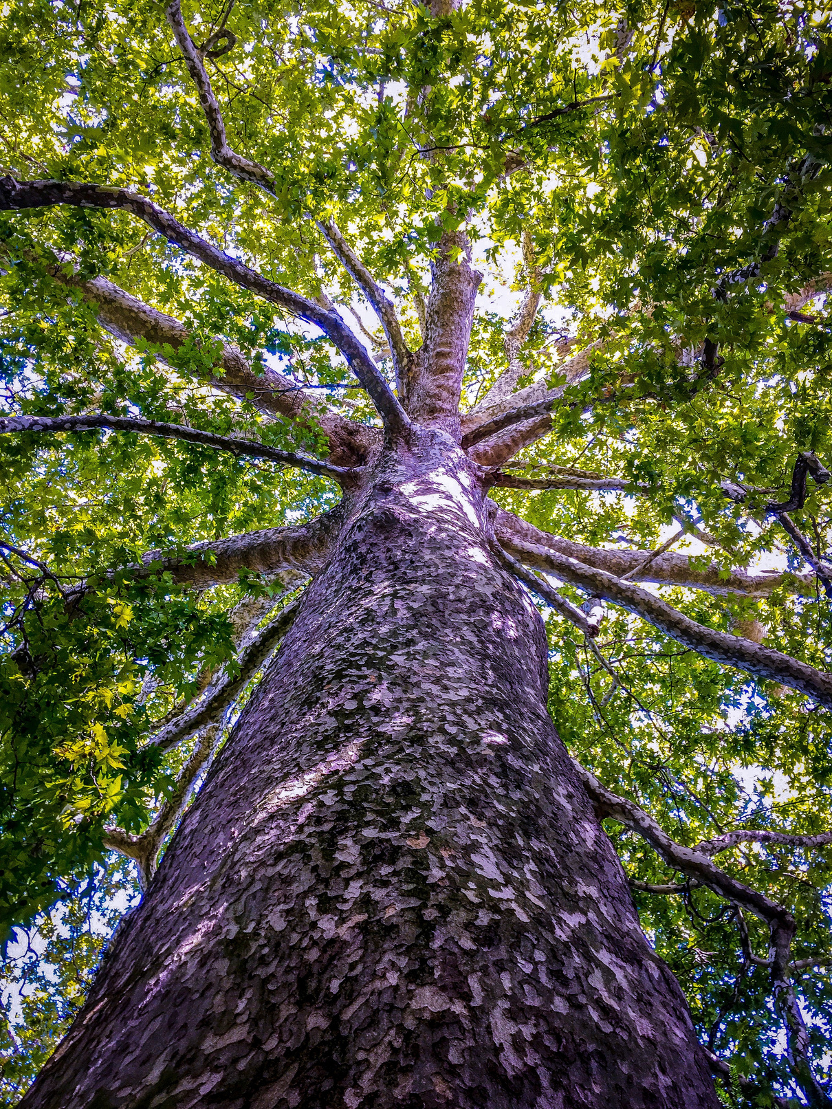 Oak tree