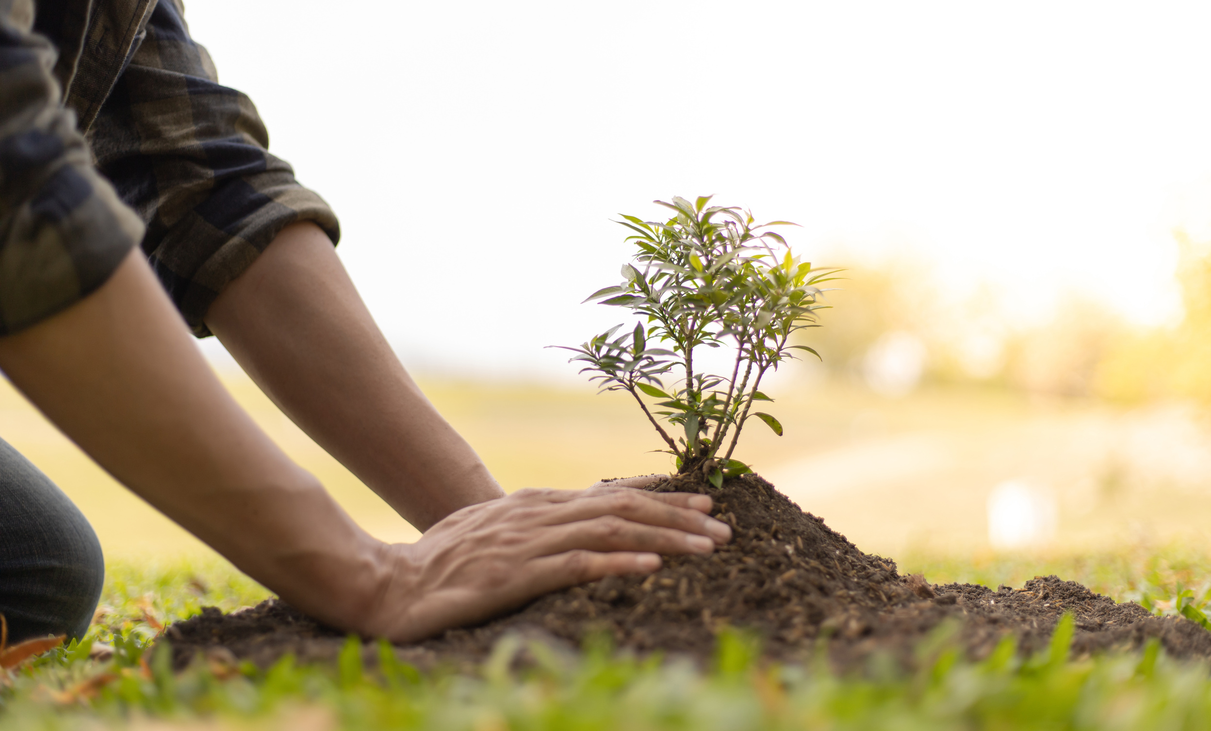 Plant a tree