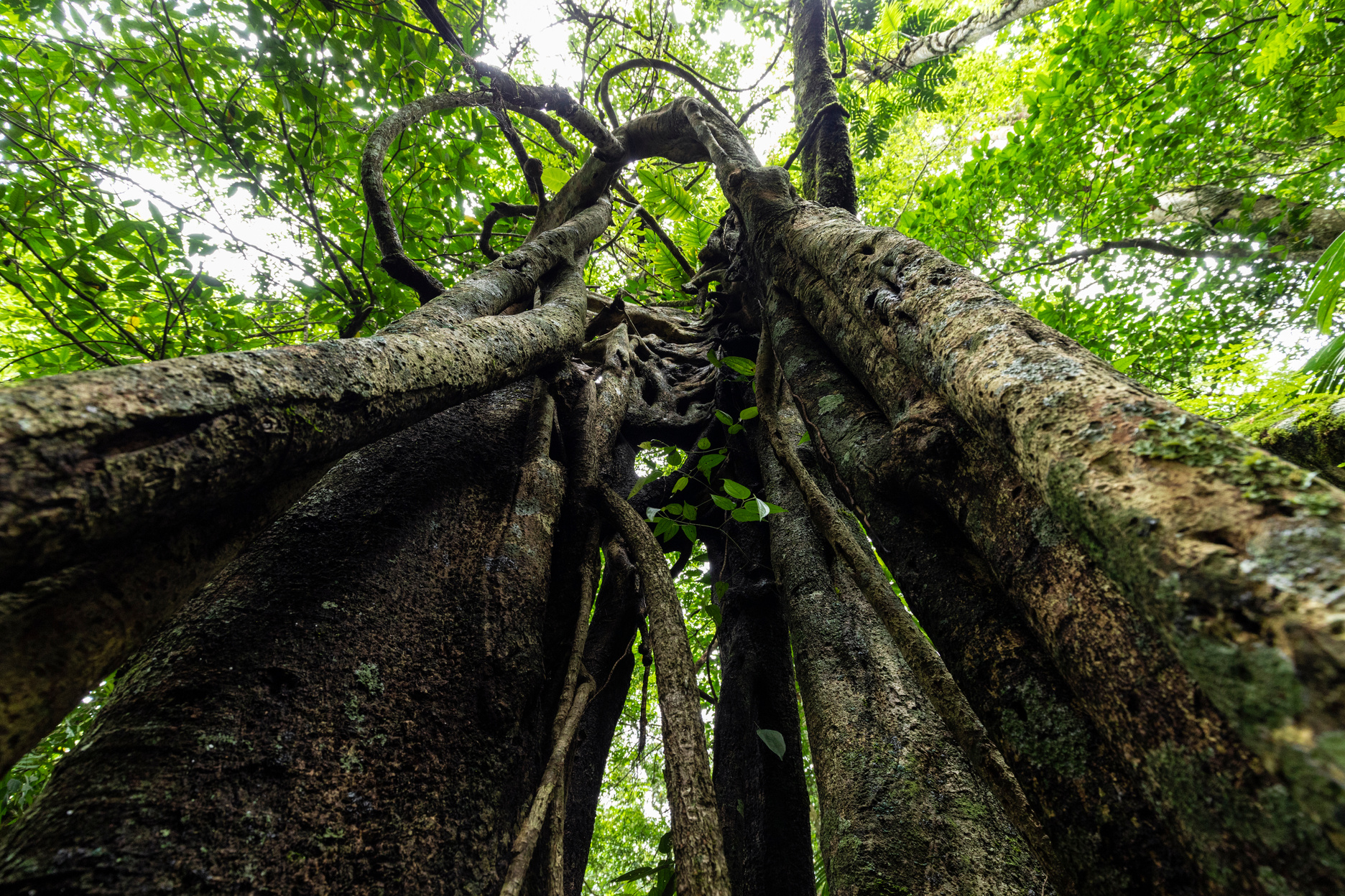 Inside a Ficus Tree