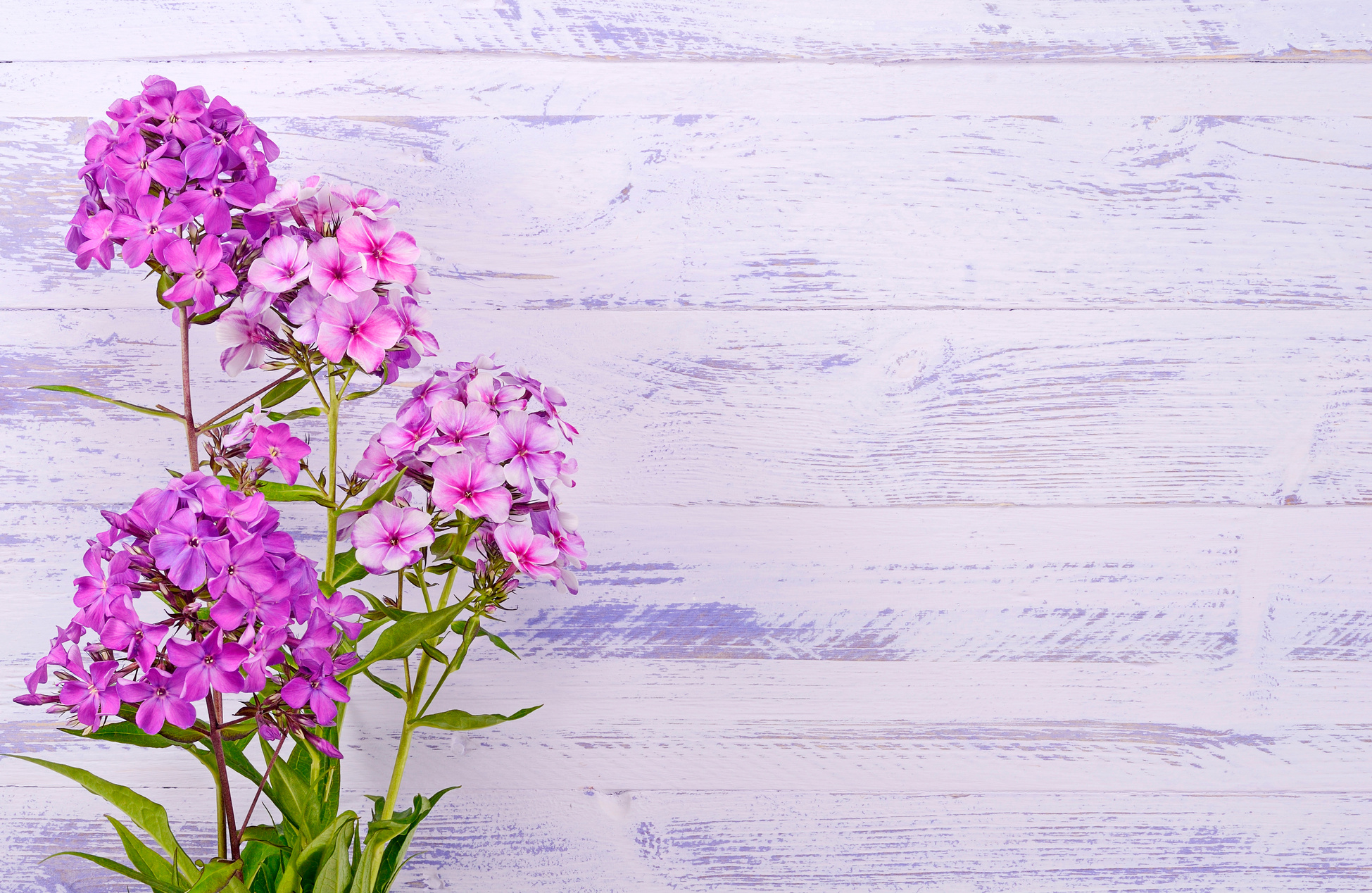 Phlox background purple wooden