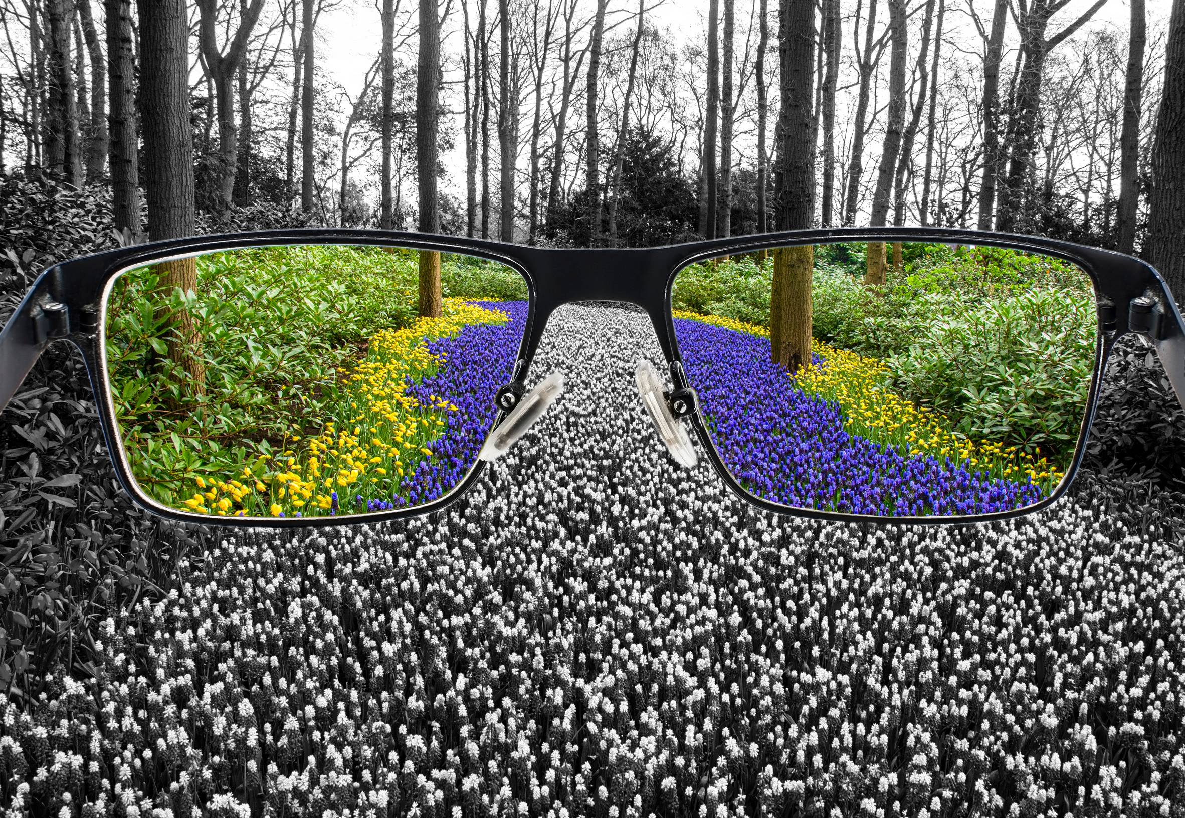 Colorful blue and yellow grape hyacinths in the park around bleach landscape. Optimistic world perception. Color blindness cure.