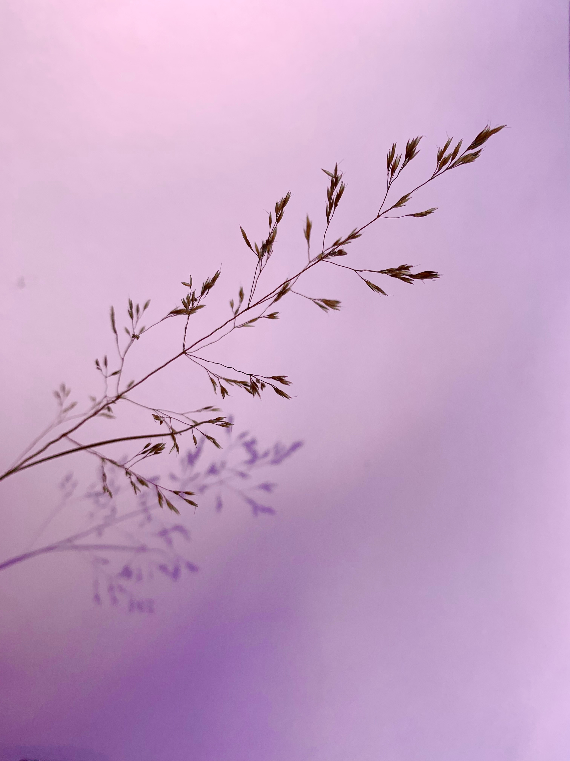 Grass Flower on Violet Background