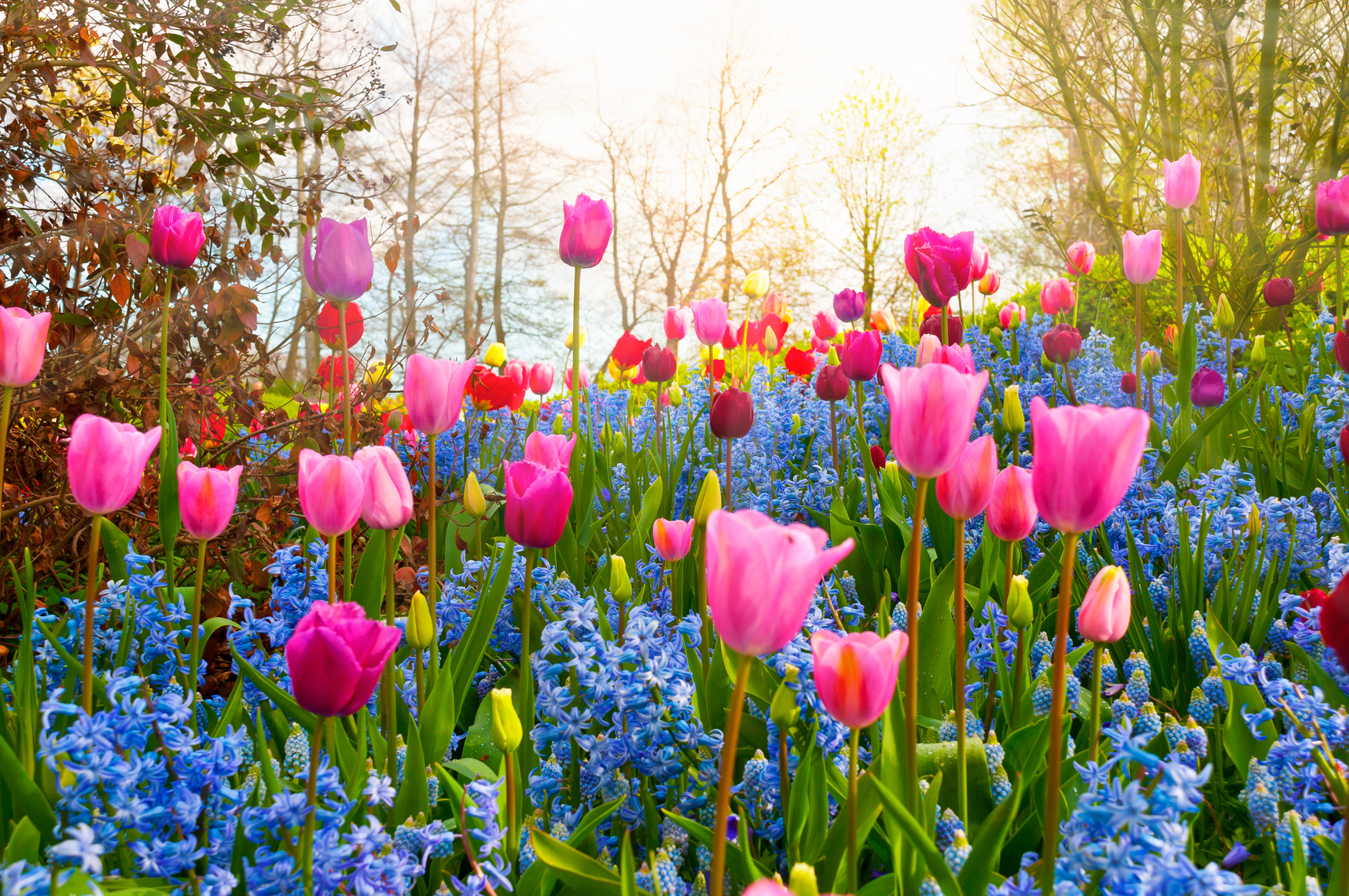 Spring Flowers