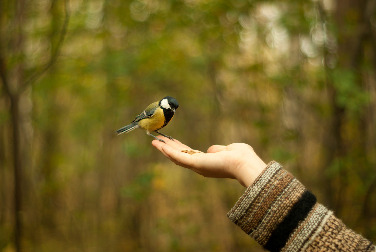 tit in the palm