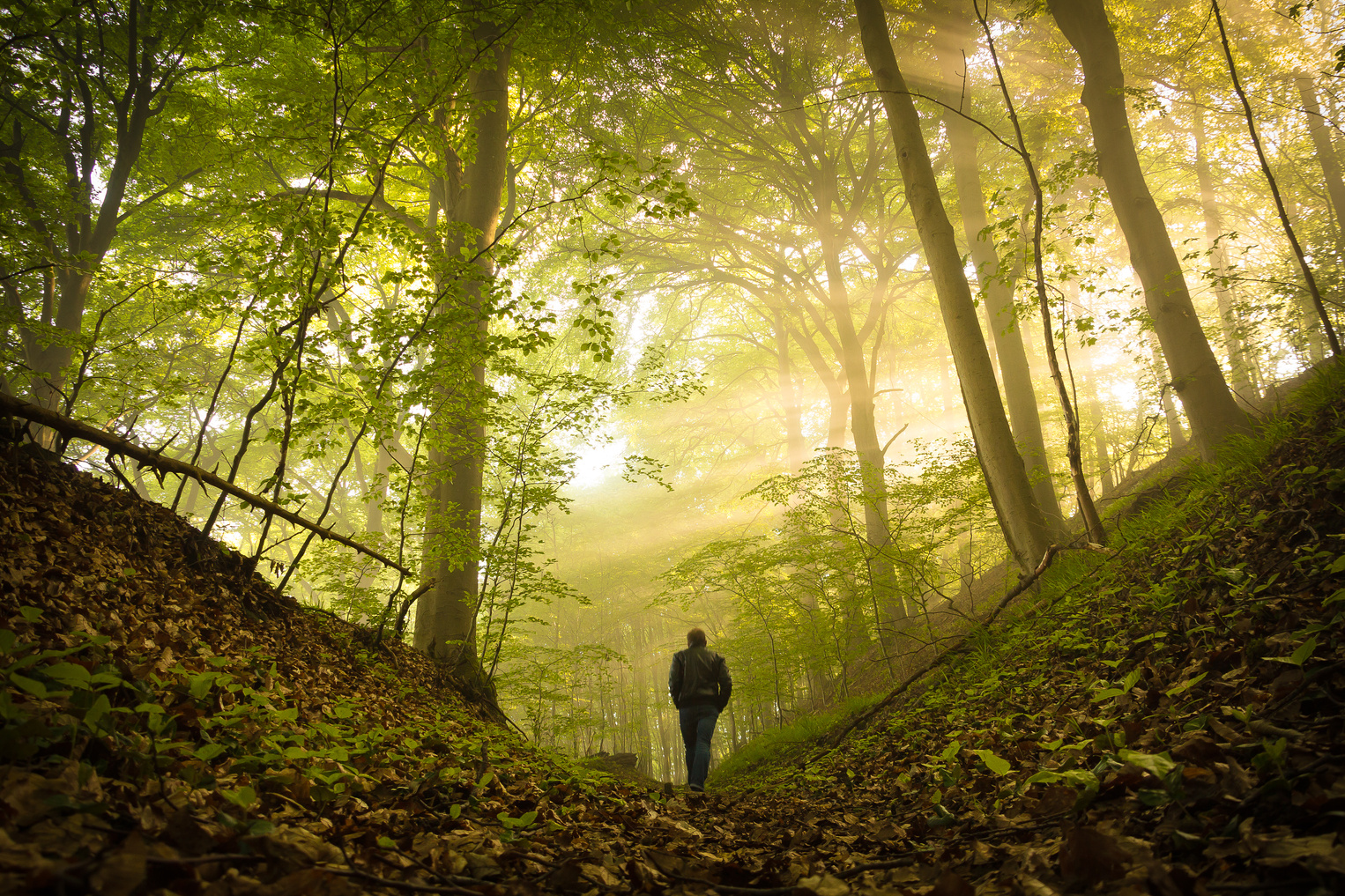 Man Walking in Forest in Sun