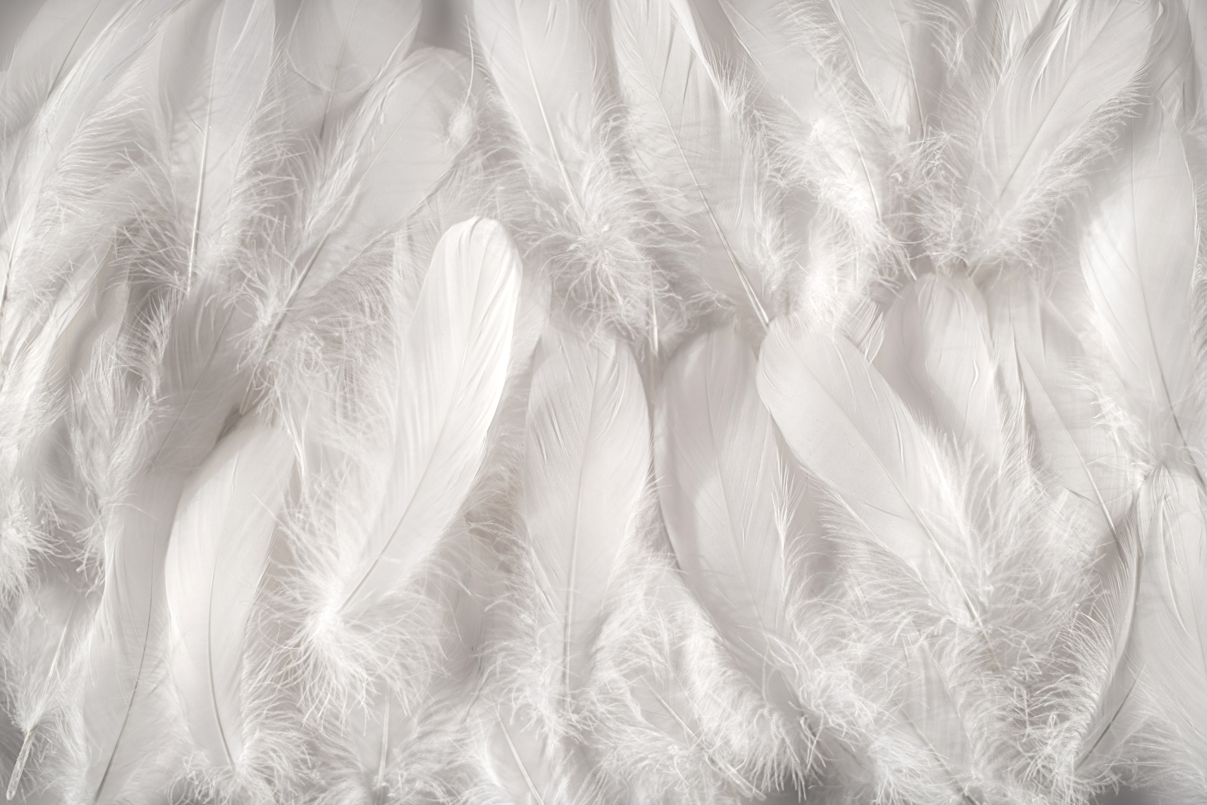 White feathers background