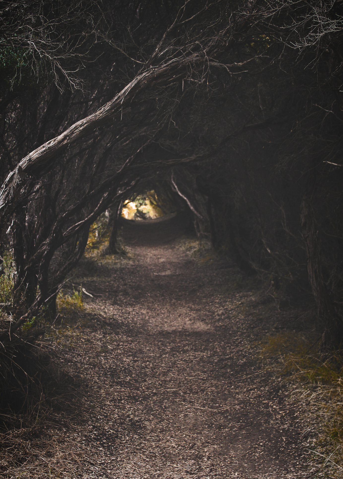 Tree Pathway