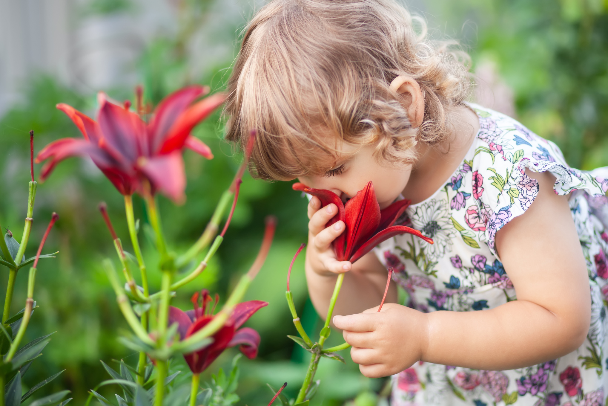 Adorable toddler girl smelling flowers.