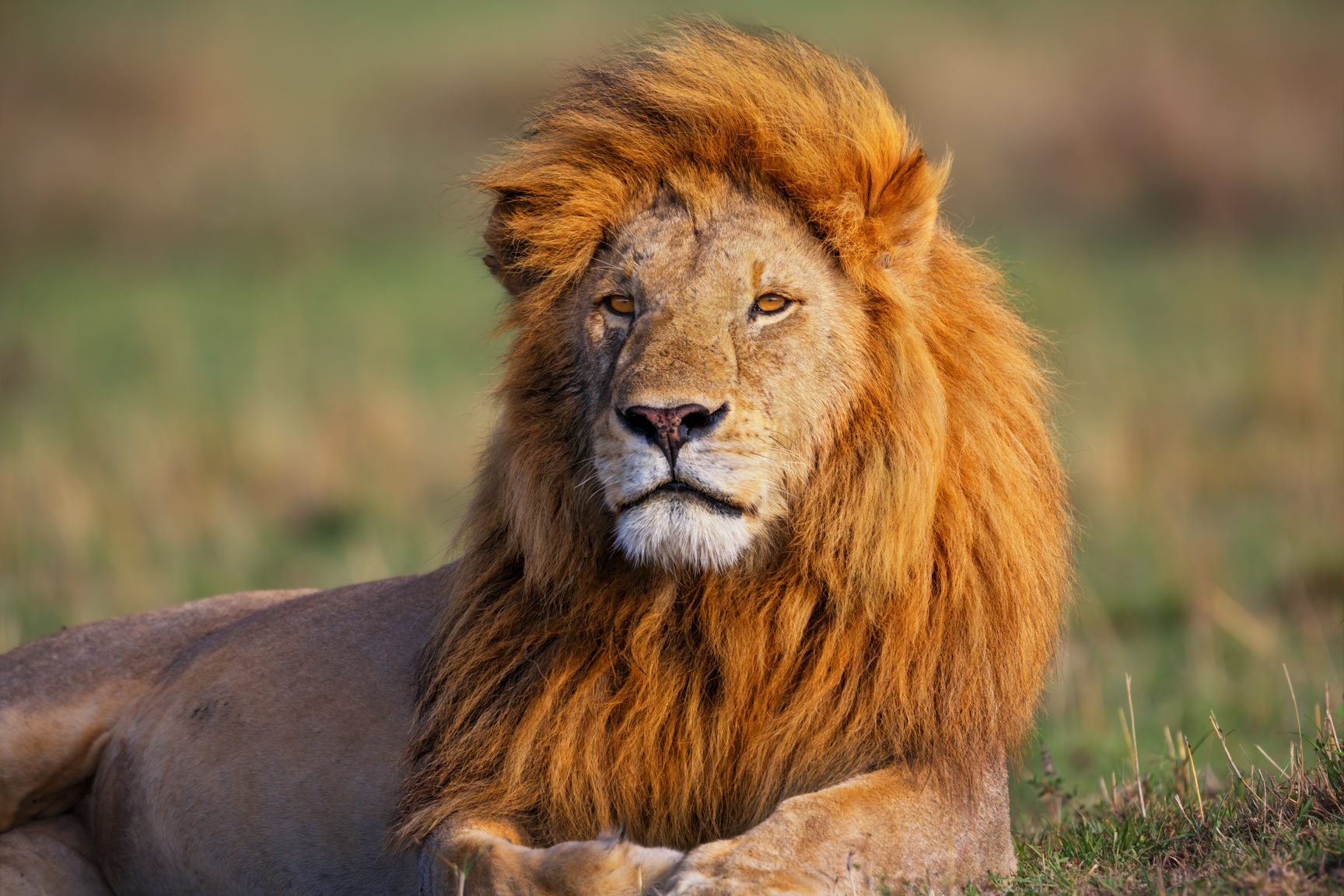 Portrait of Lion Romeo 2 in Masai Mara