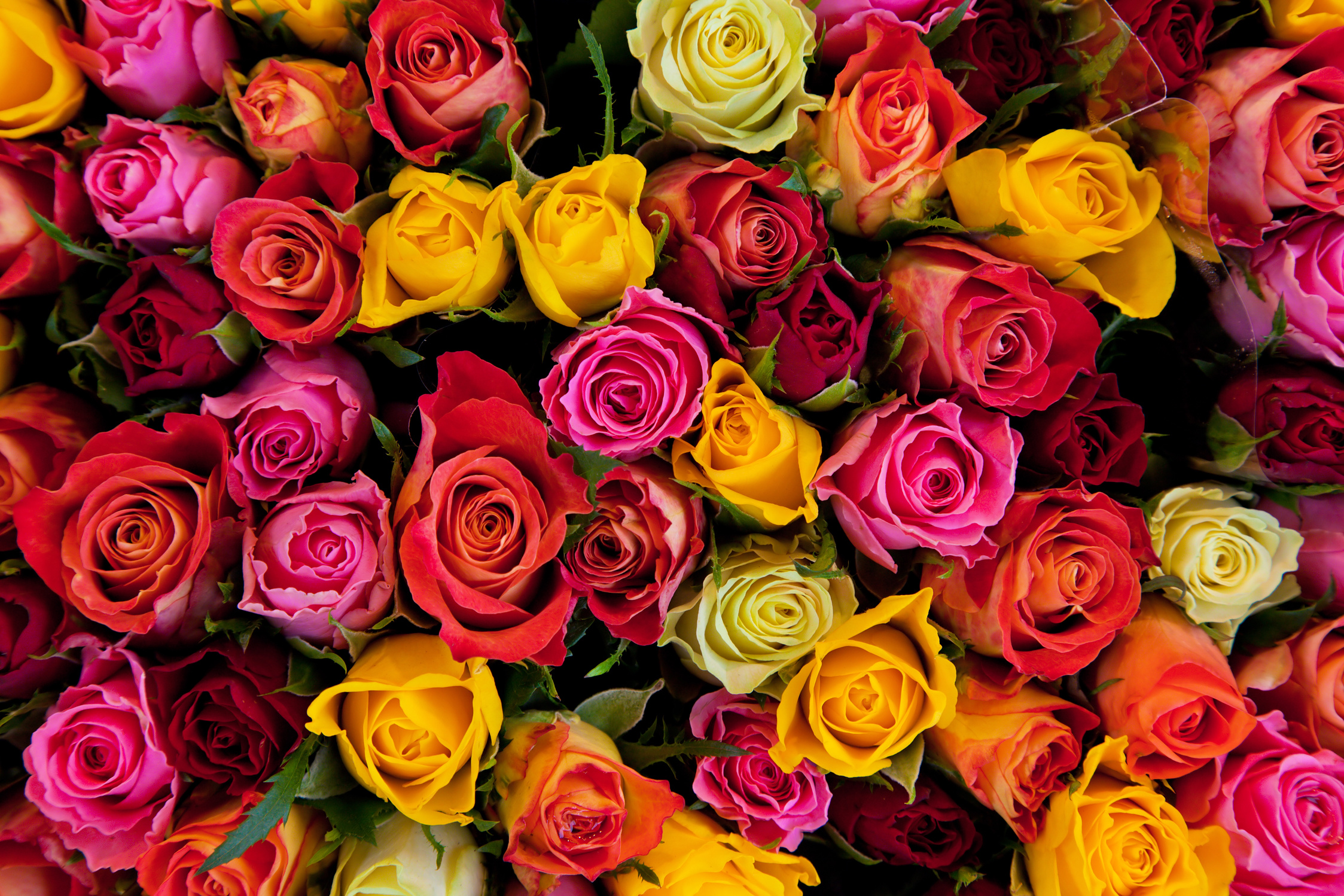 Colorful Roses Background