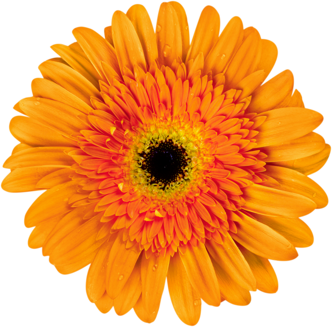 Orange Gerbera 