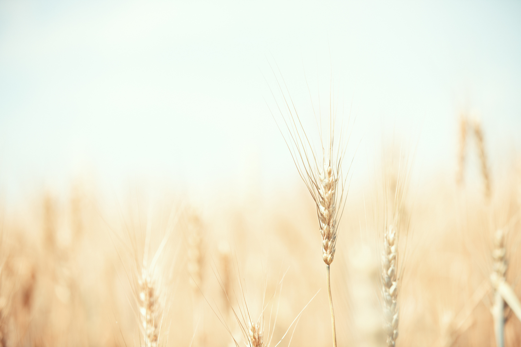 Wheat field