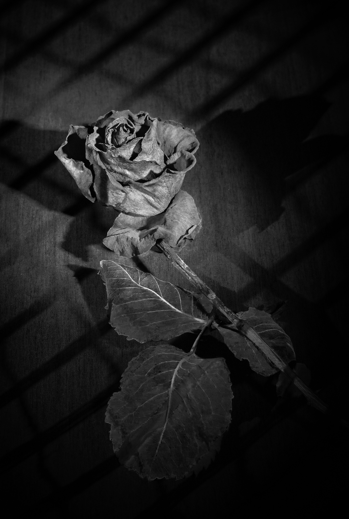 black and white mourning rose