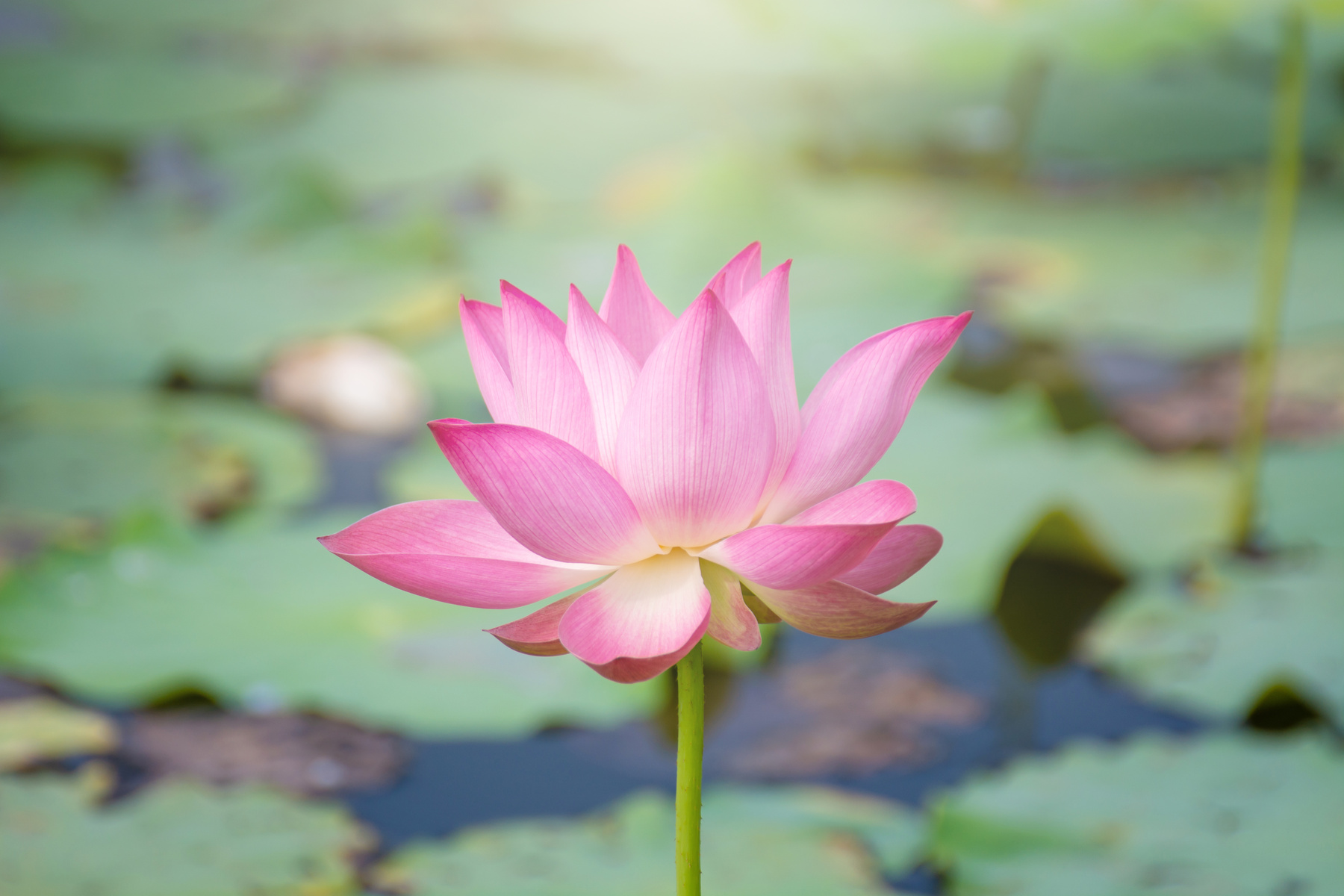 pink lotus flower blooming among lush leaves in pond under bright summer sunshine, It is a tree species that is regarded as your well-being symbol.