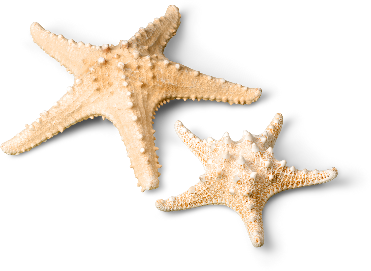 Big and Small Starfish 