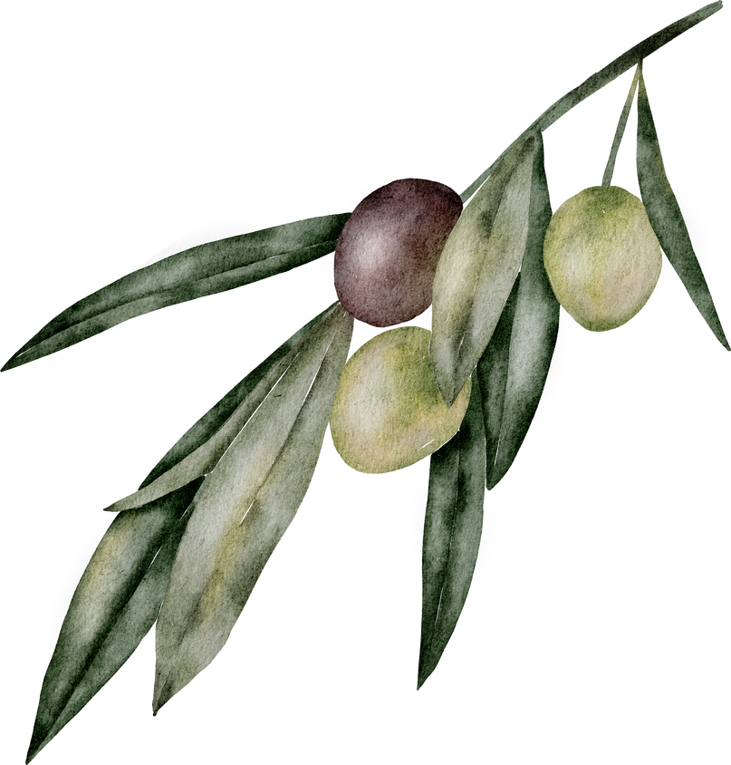 Olive in Watercolor Style