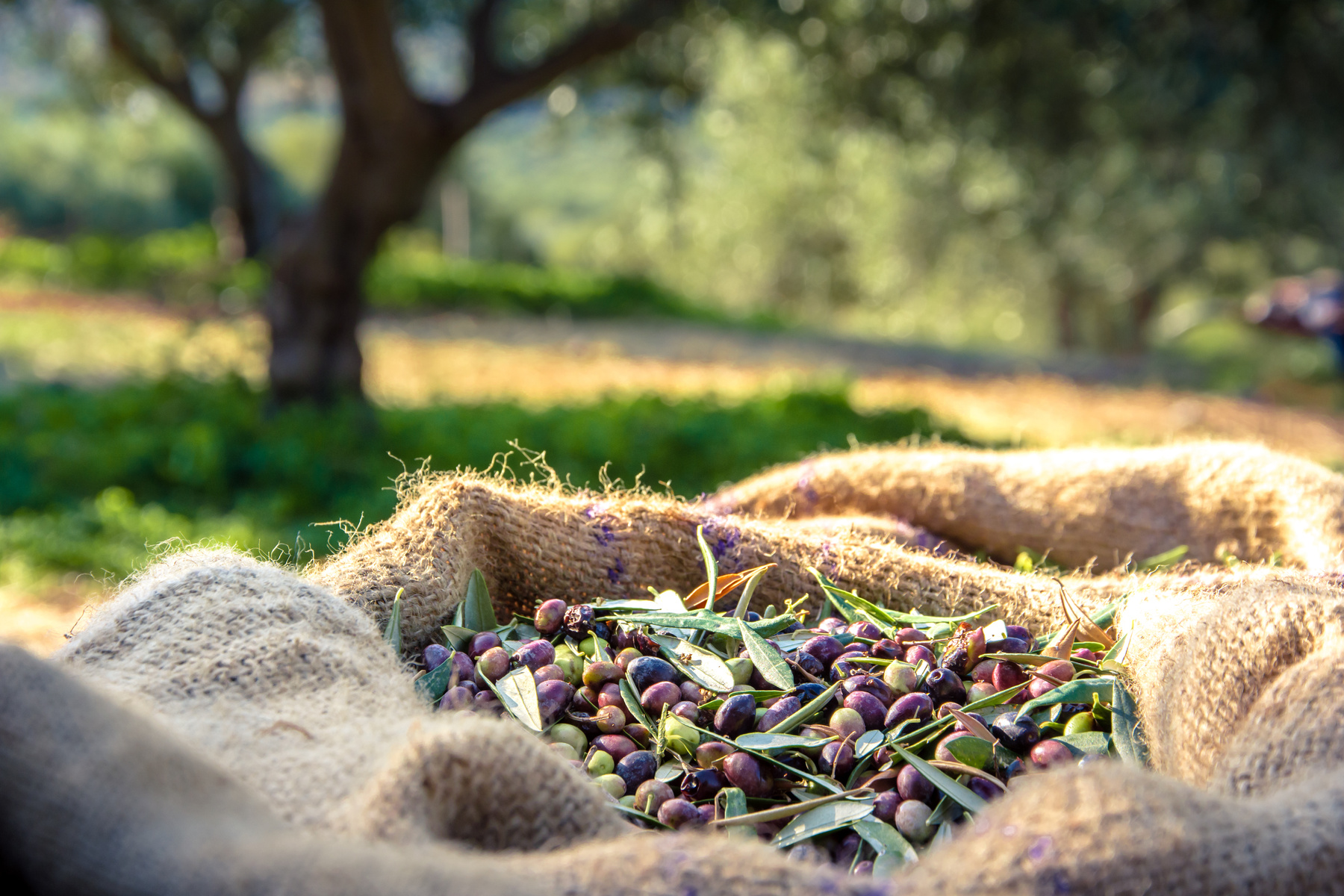 Harvested fresh olives in sacks in a field in Crete, Greece for olive oil production