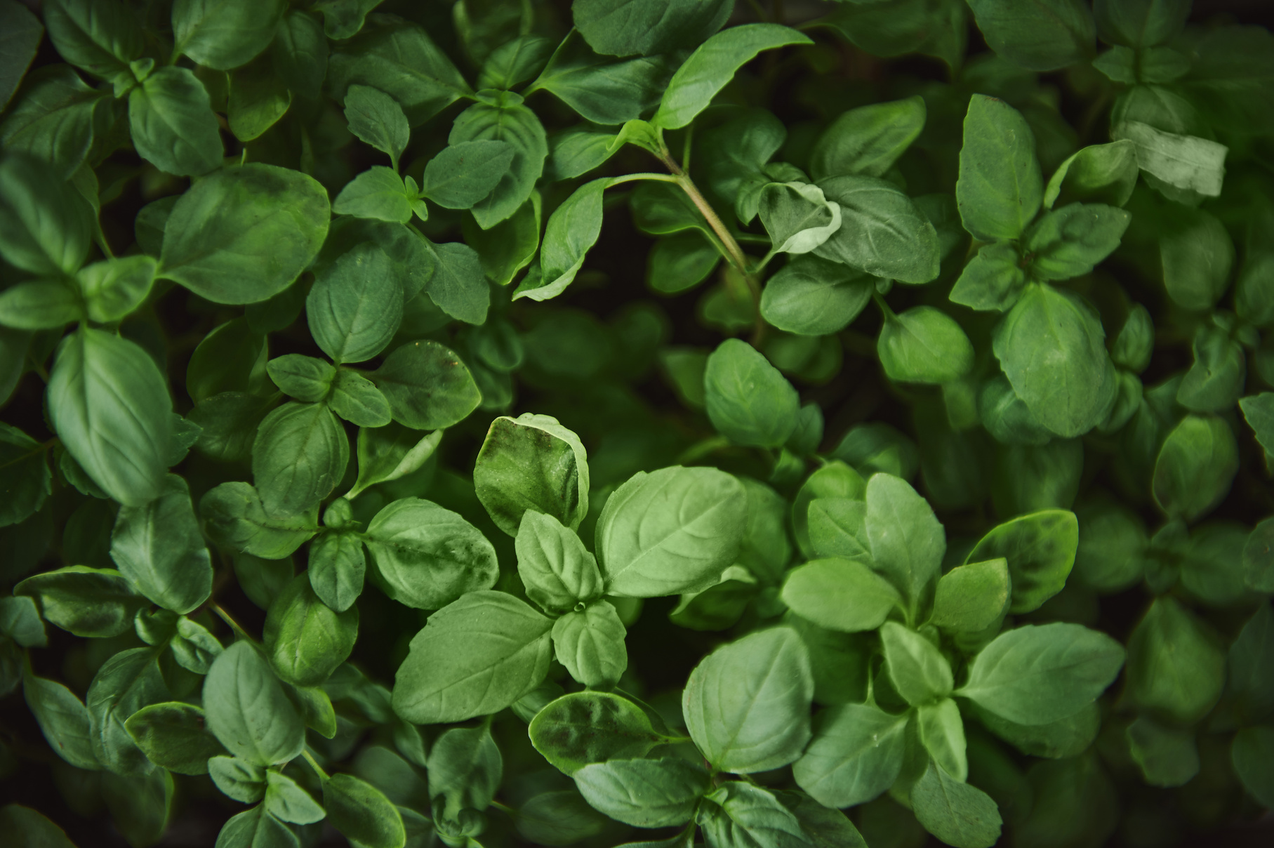 Flat lay with basil leaves. Close-up, oregano, bazilic, greens, food and culinary herbs.