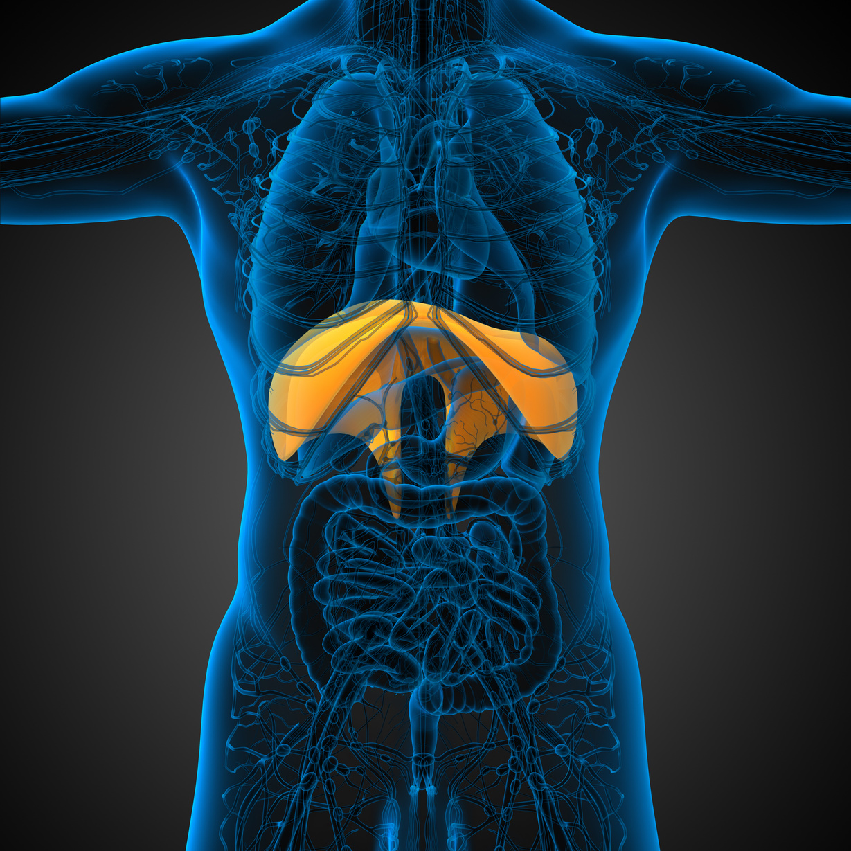 3d render medical illustration of the diaphragm