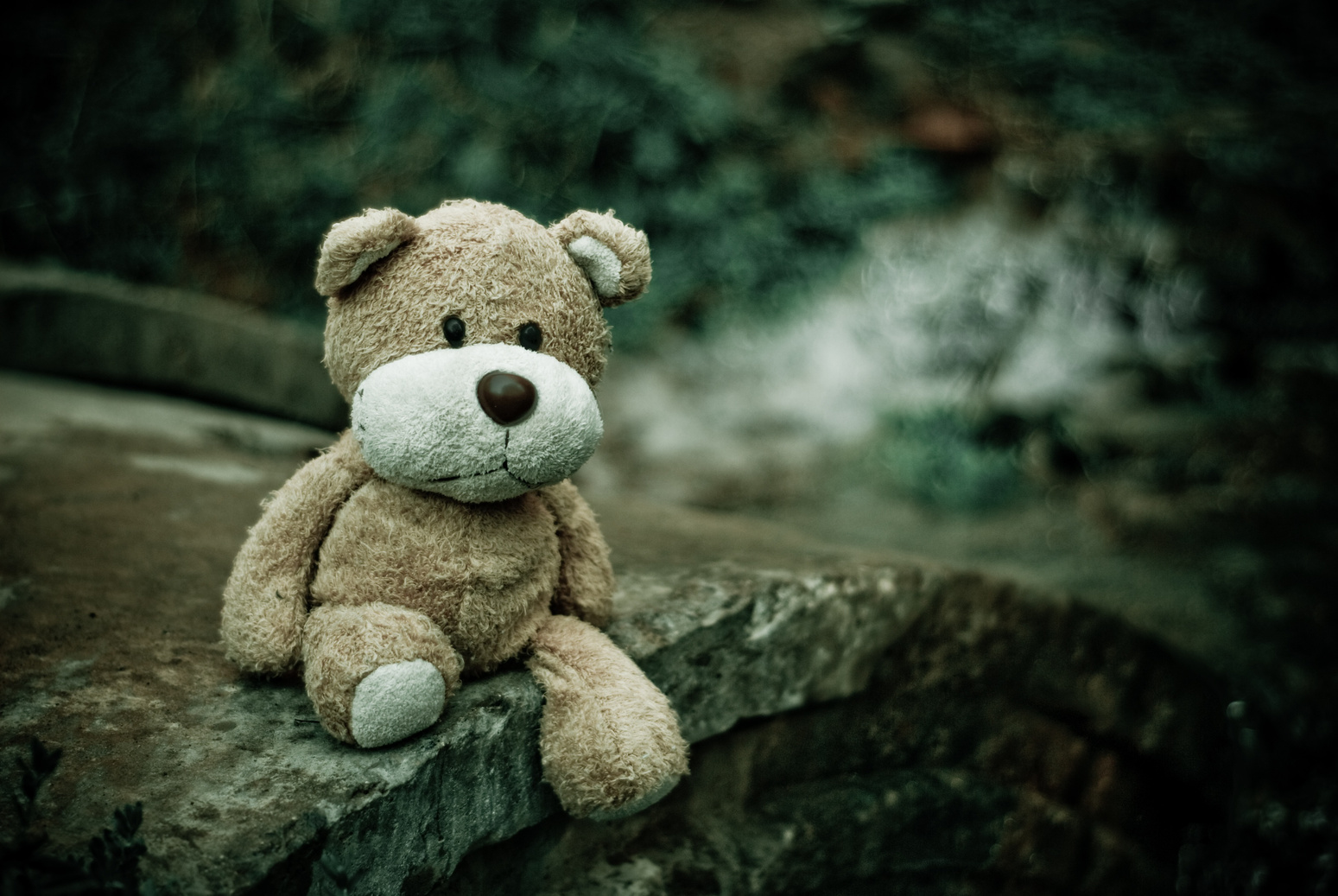 Forgotten Teddy Bear Toy