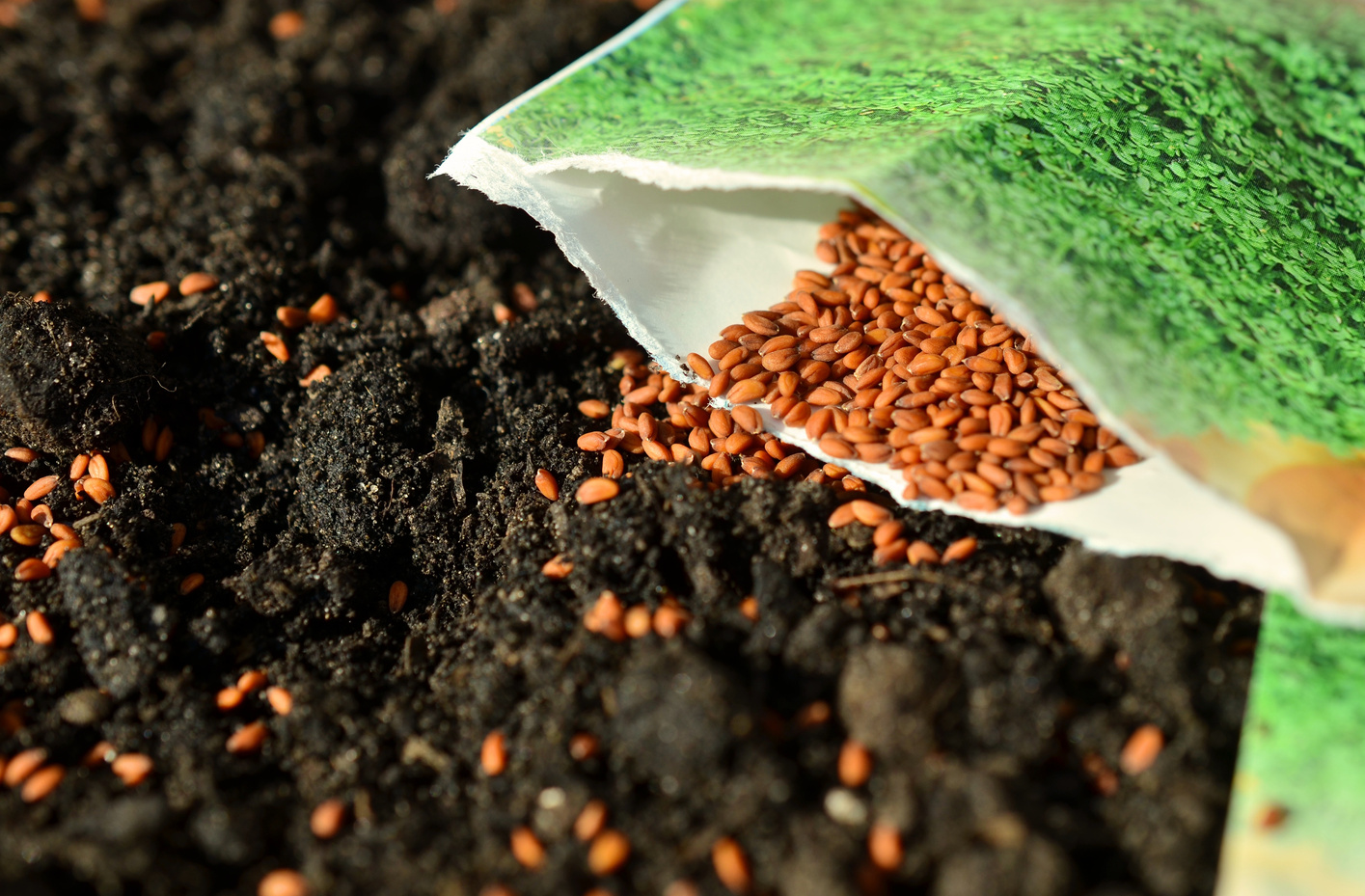 Seeds in the Garden