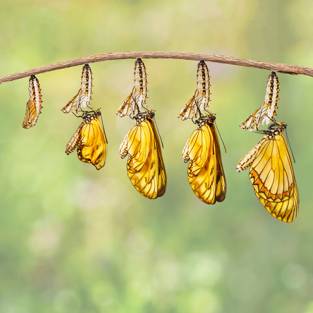 Transformation of yellow coster butterfly ( Acraea issoria ) from caterpillar and chrysalis hanging on twig