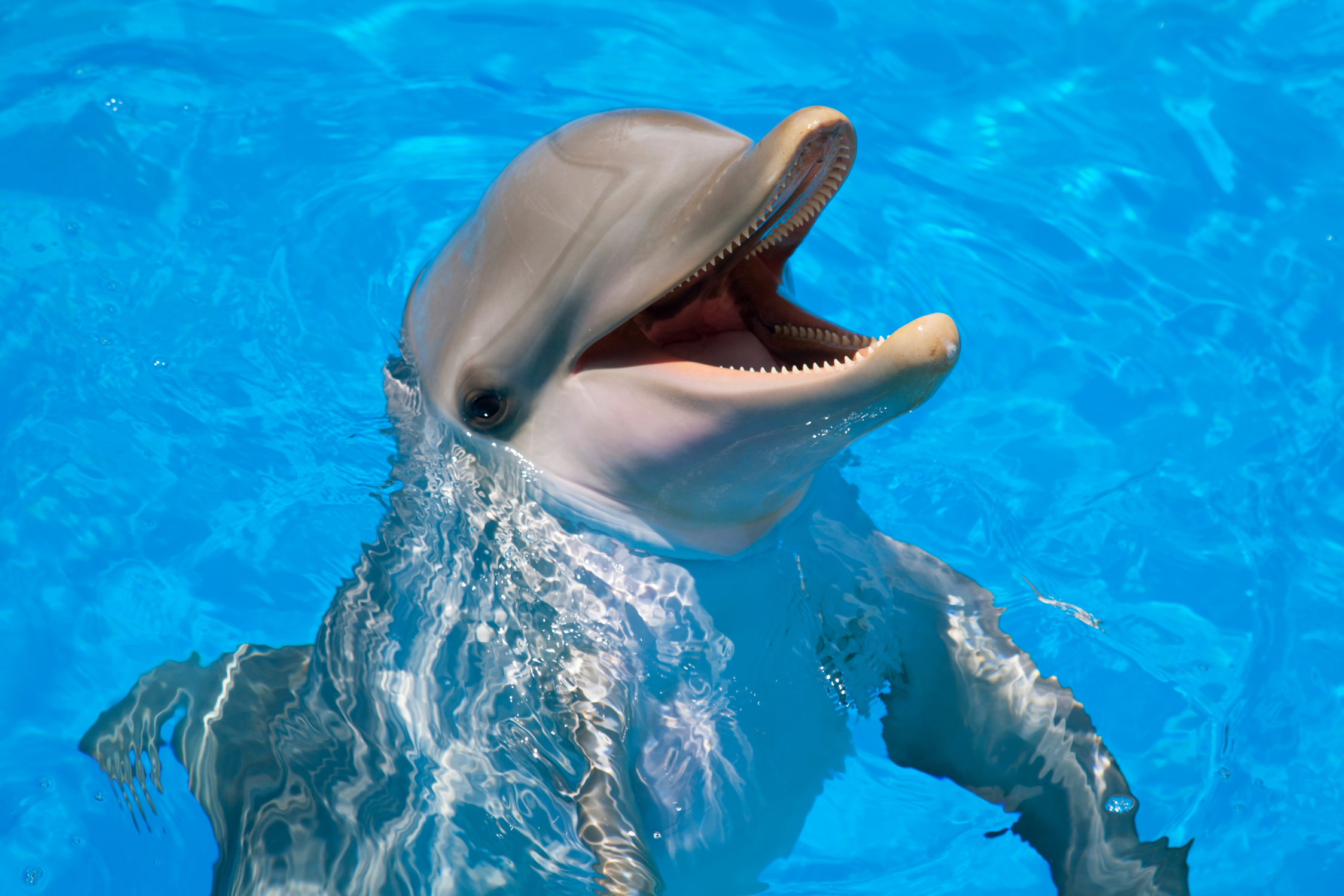 Smiling gray dolphin peaking out of blue waters