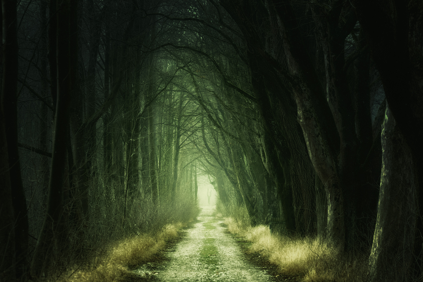 Tree Tunnel at Daytime