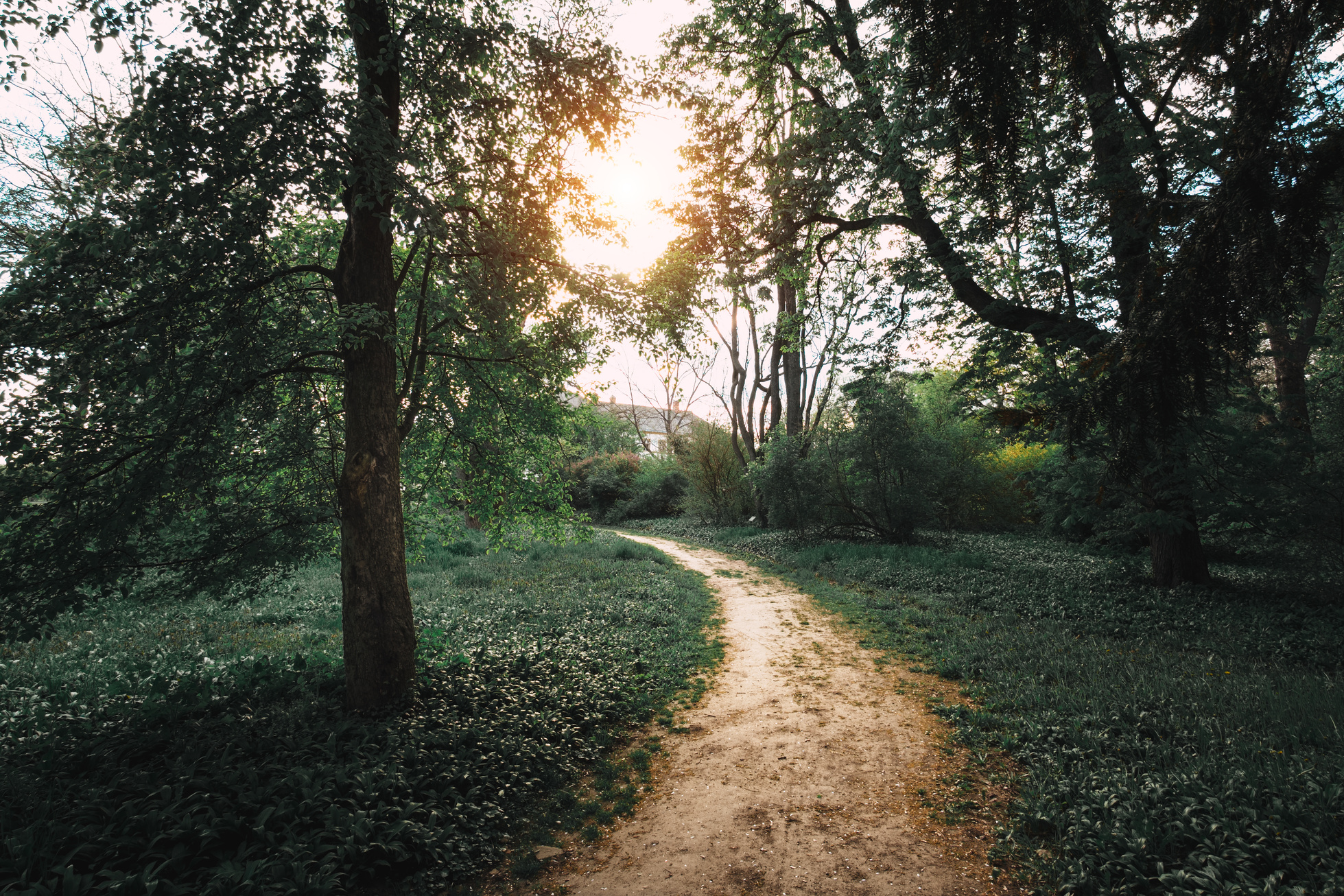 Path in the Park