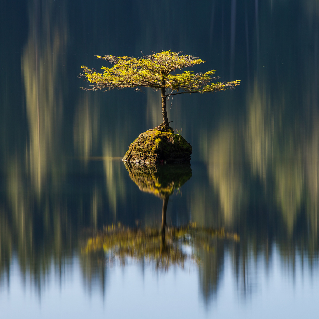 Fairy lake Tree Reflections