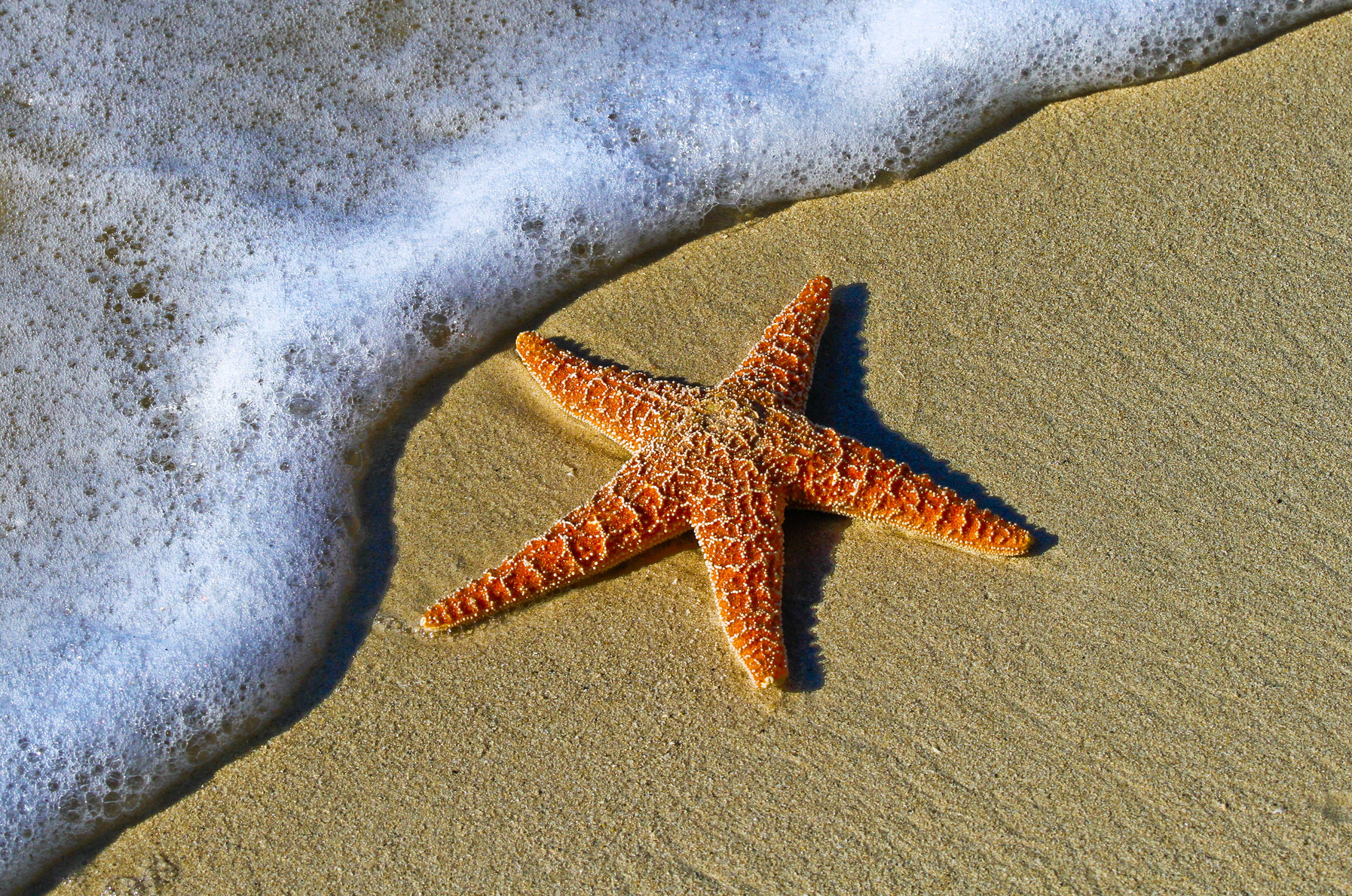 Starfish in the Sea Shore