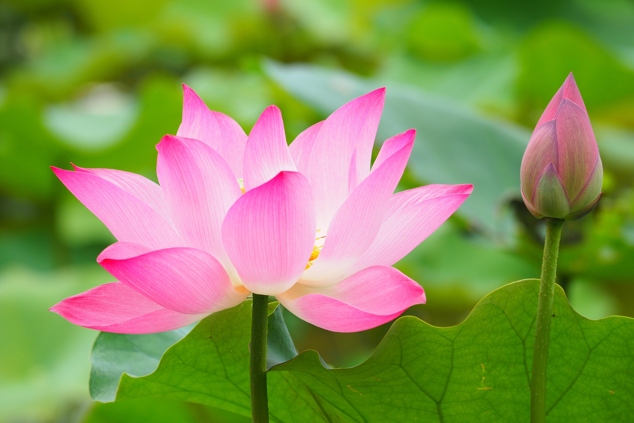 Pink Lotus Flower