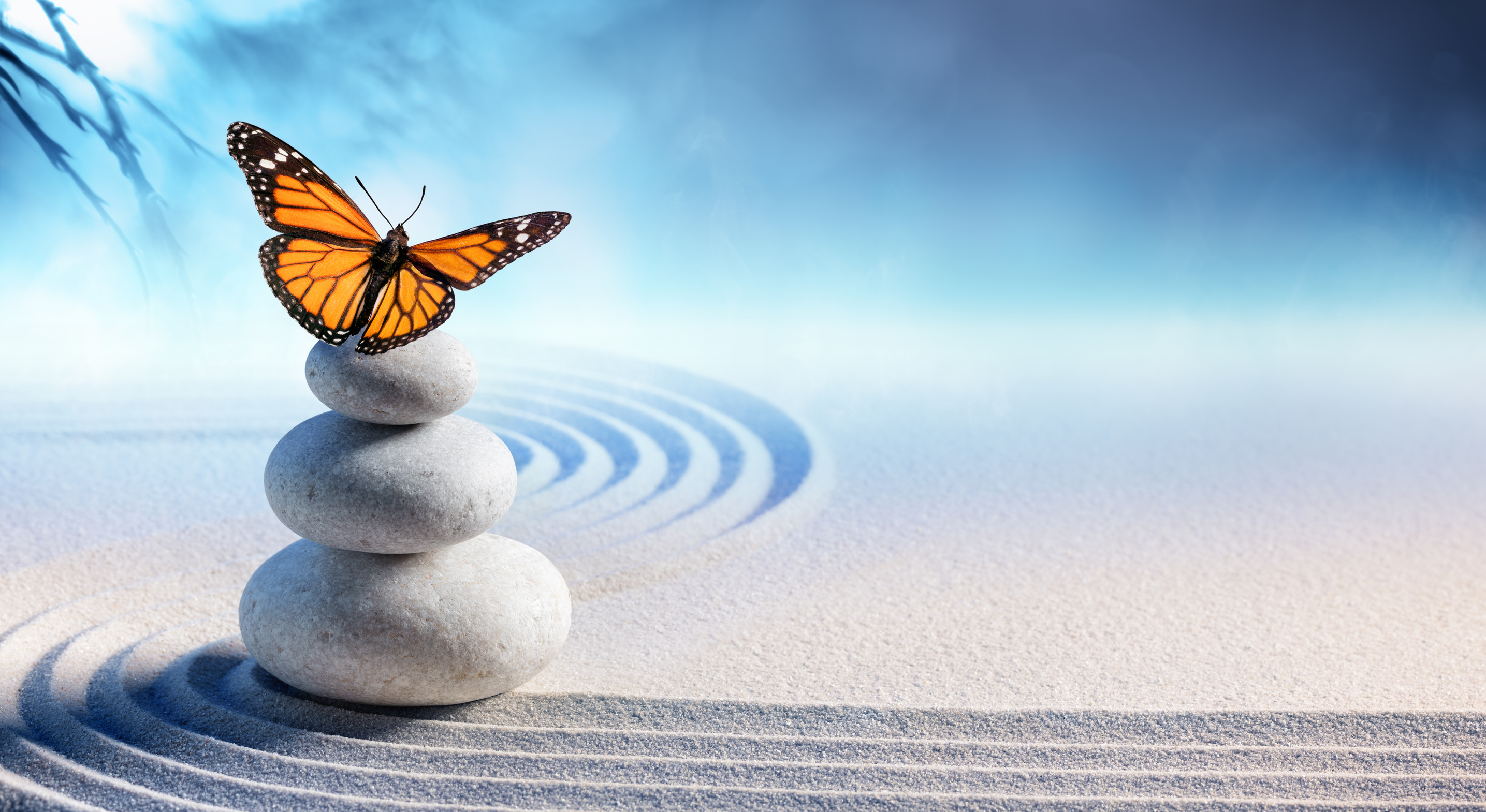 Butterfly On Spa Massage Stones In Zen Garden